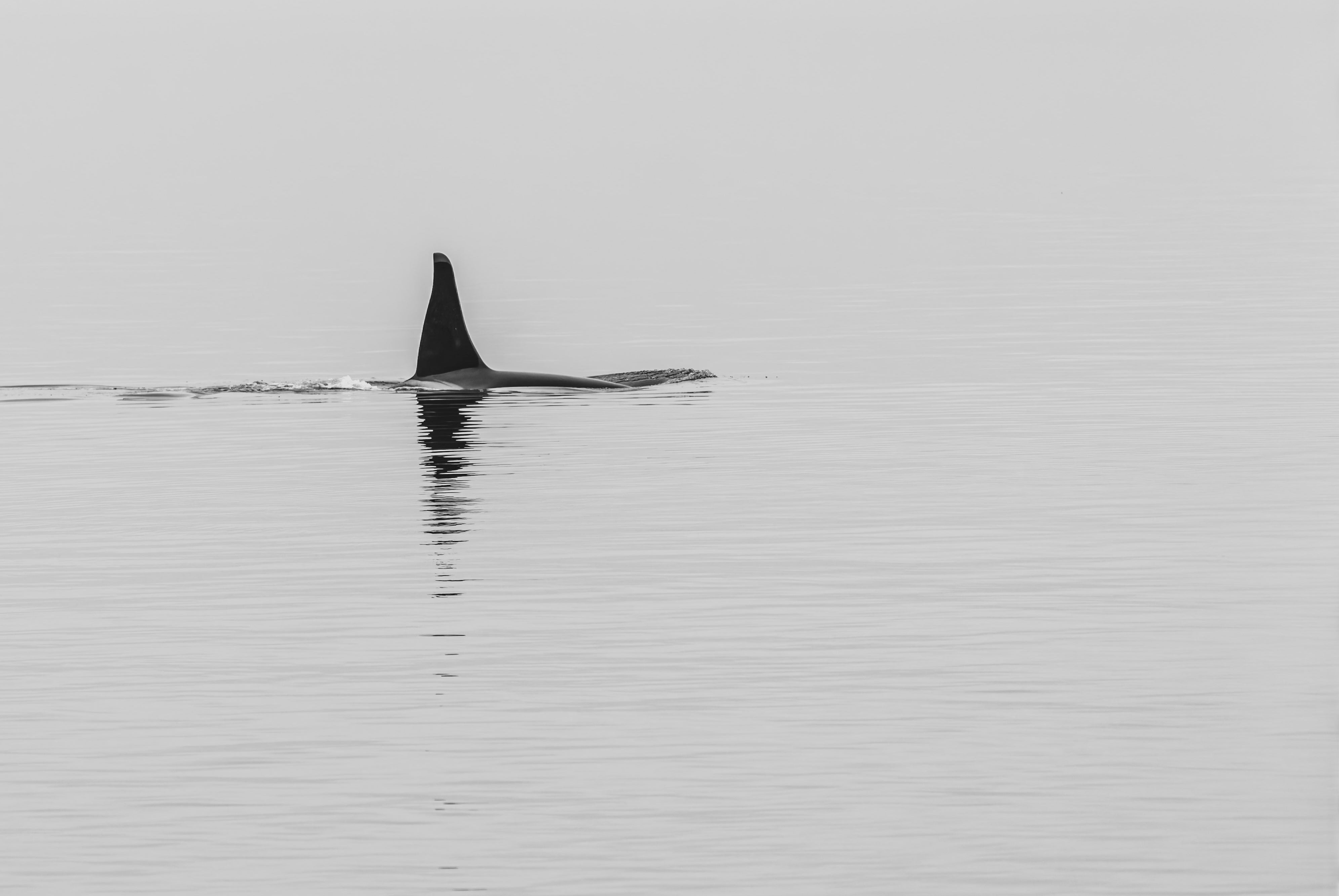 Orca Reflection 24x36"