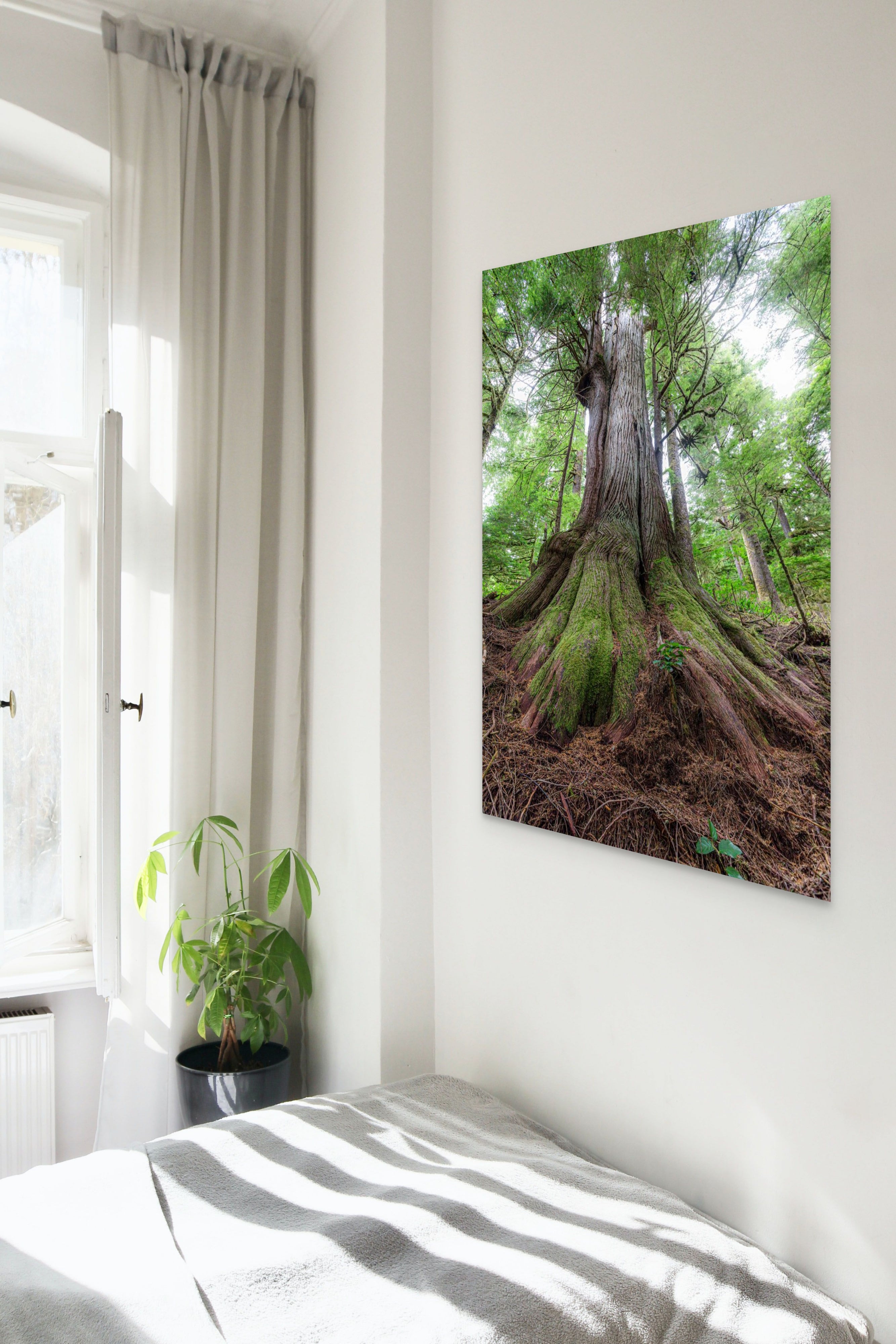 Rooted 24x36"