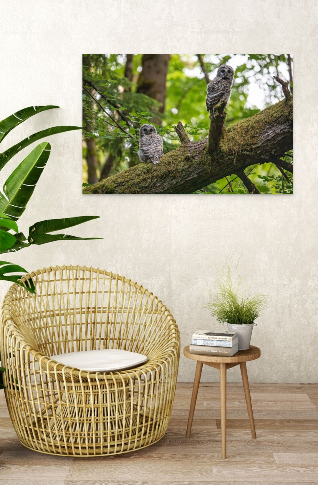 Owlets 24x36"