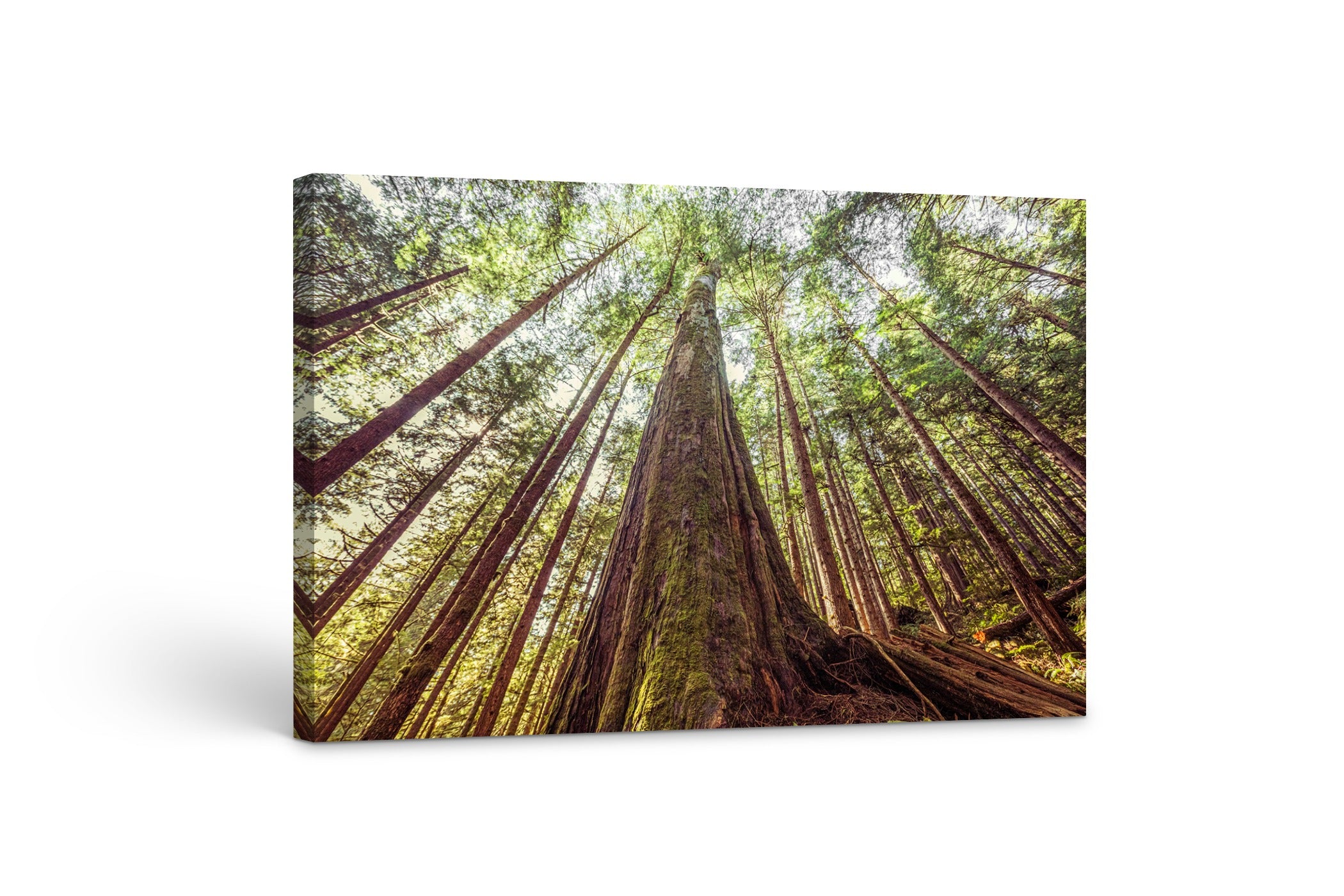 Avatar Grove 24x36"