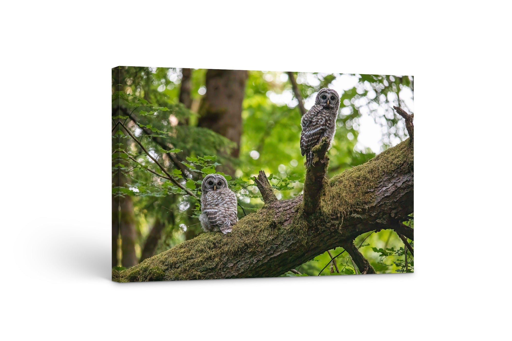 Owlets 24x36"