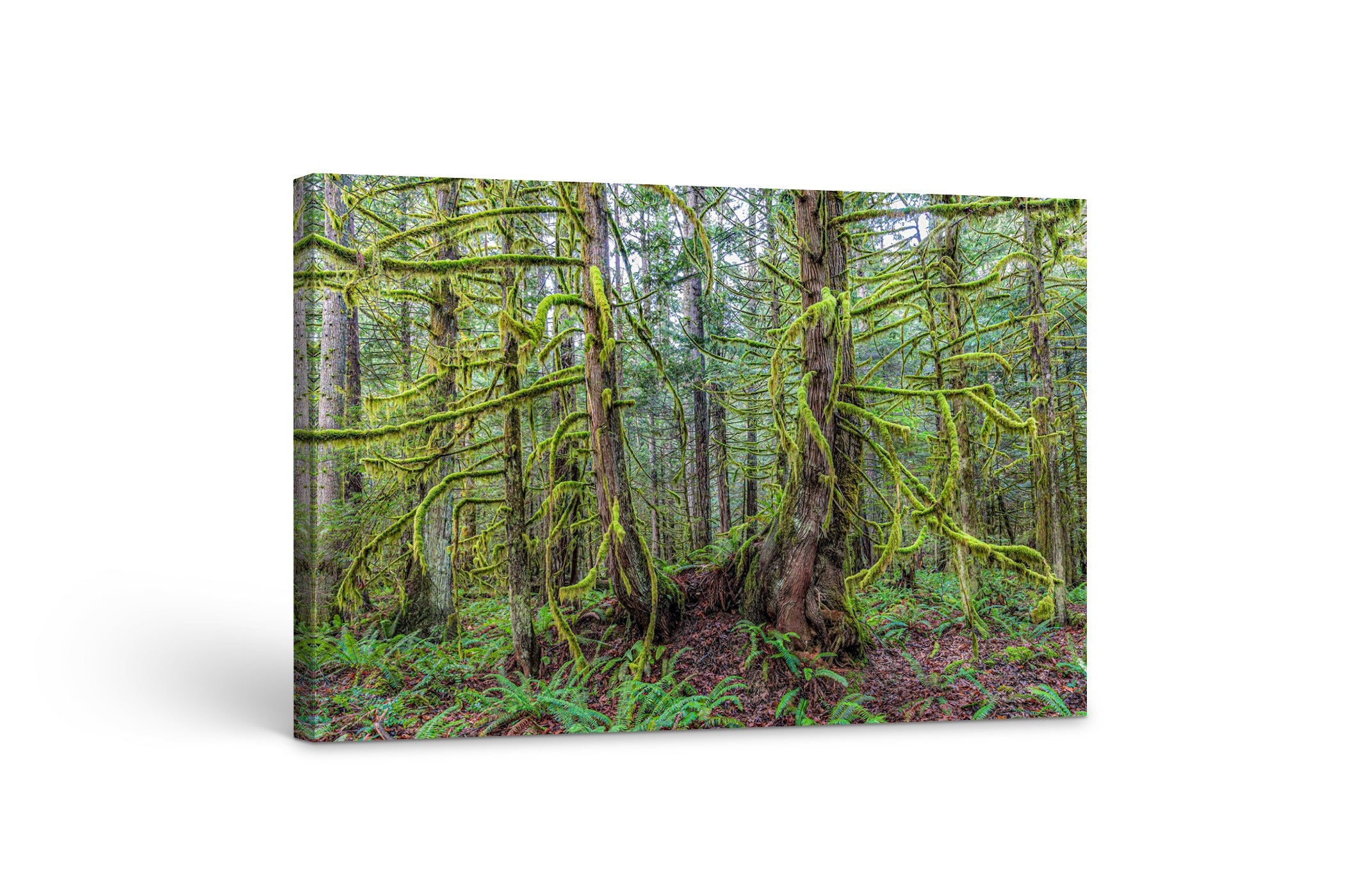 Mossy Forest 40x60"