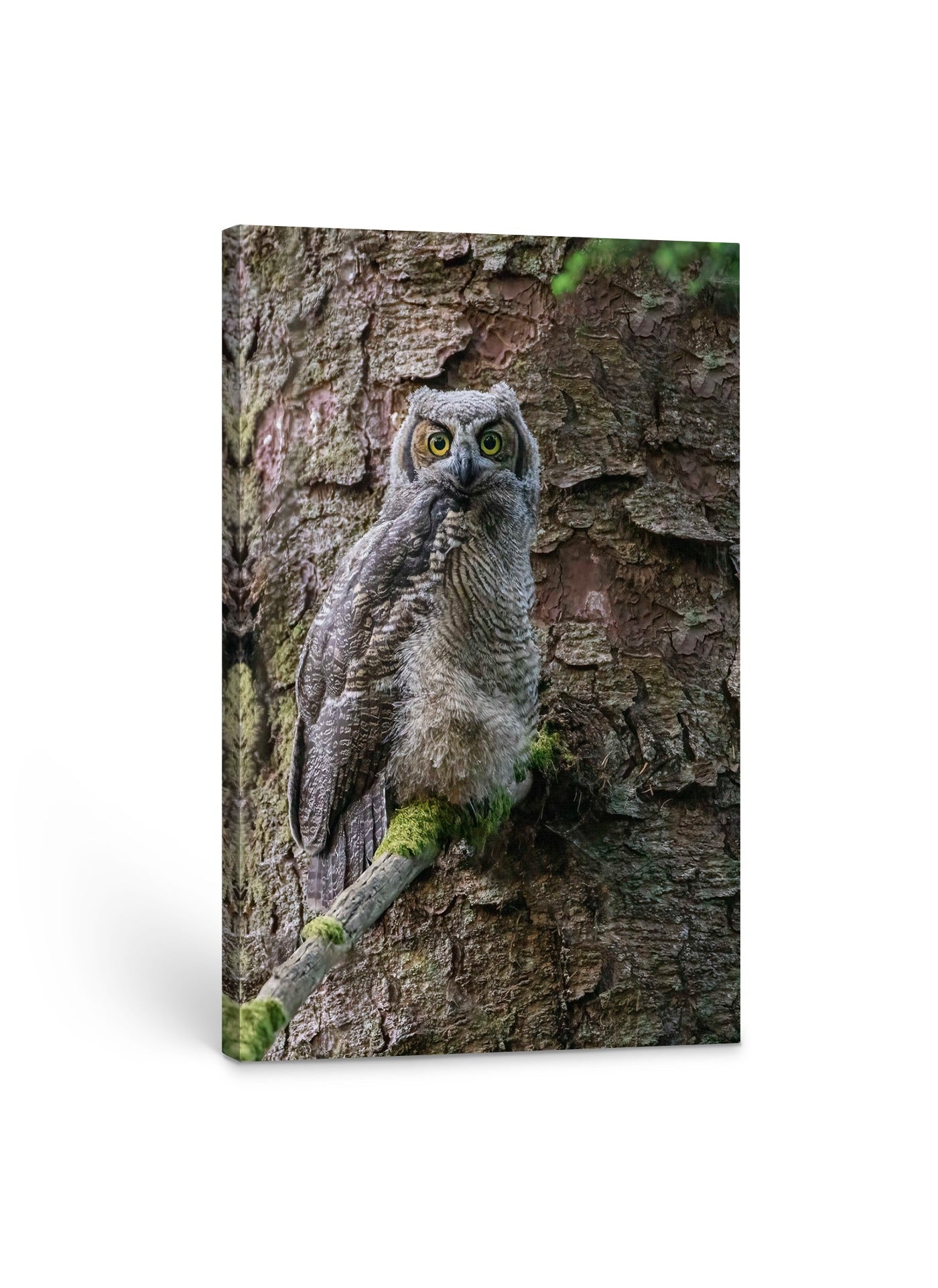 Great Horned Owlet 24x36"