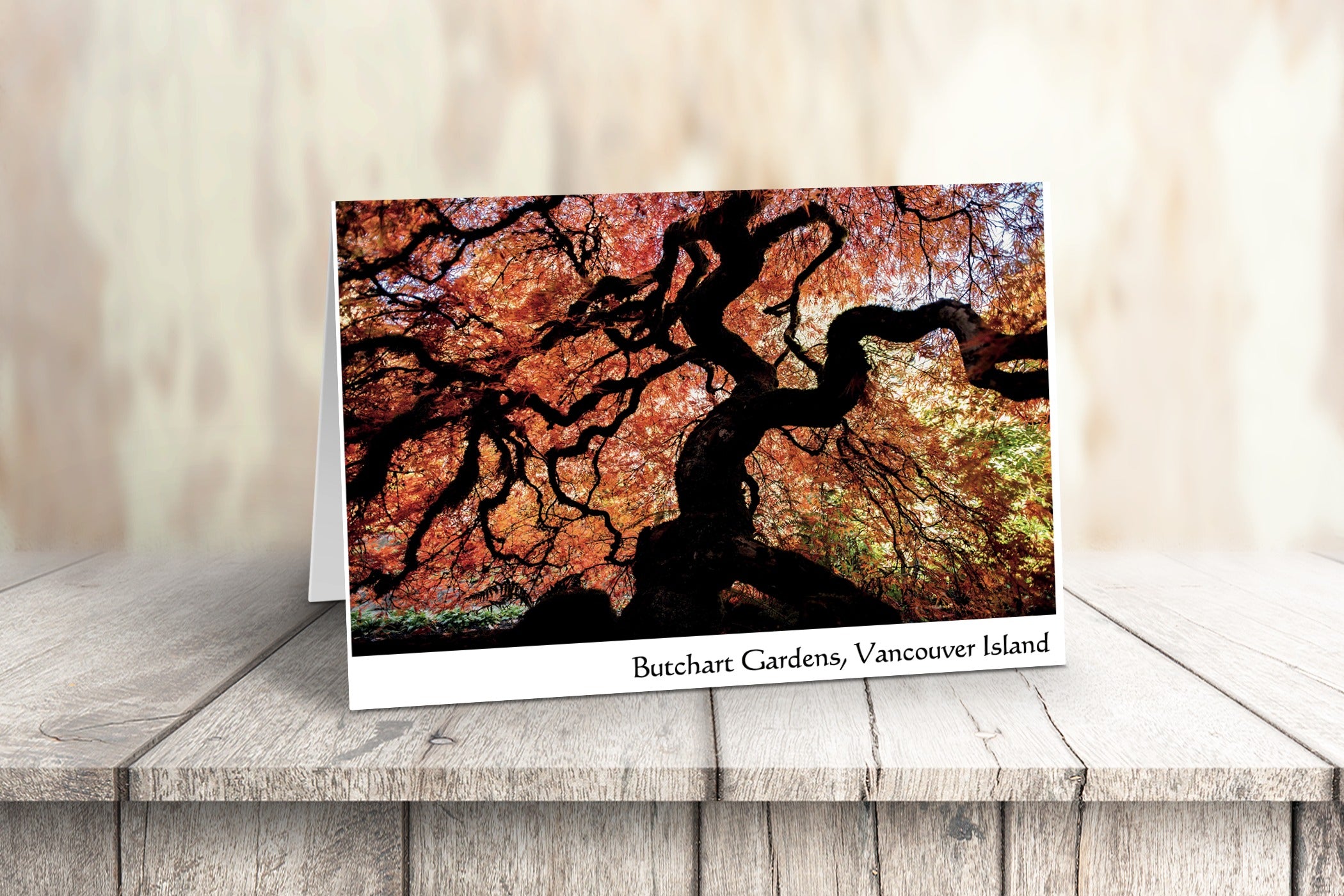 Vancouver Island Art Cards - Box of 10