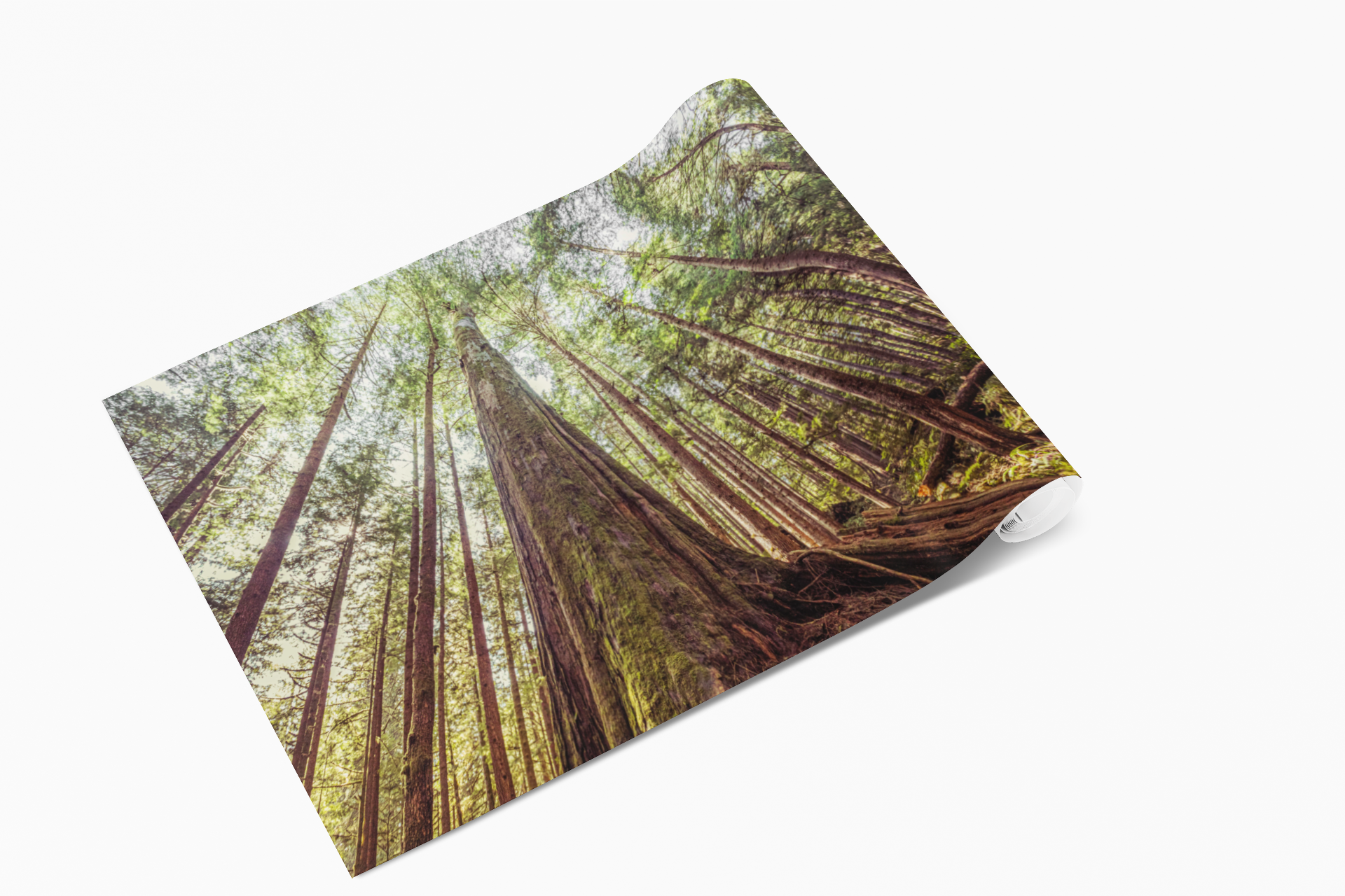 Avatar Grove 40x60"