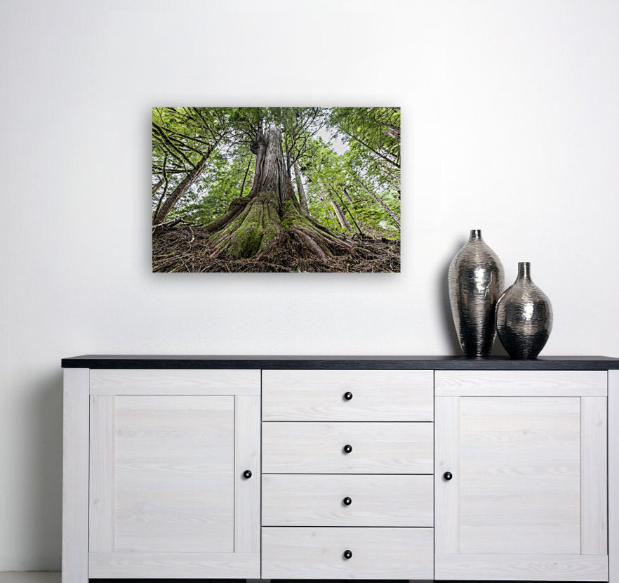 Lone Cedar 24x36"