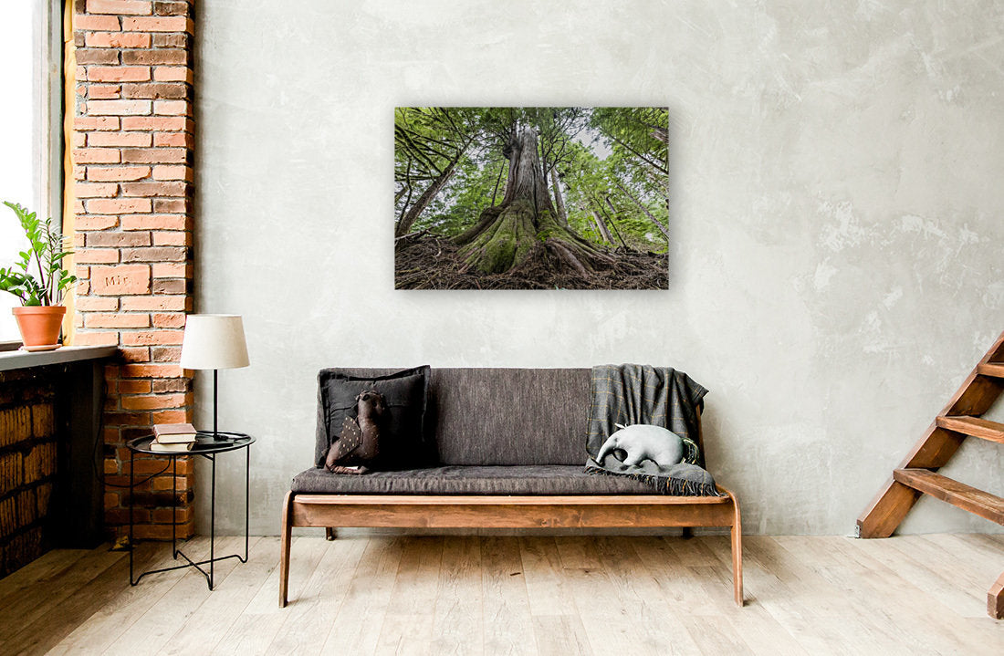 Lone Cedar 24x36"
