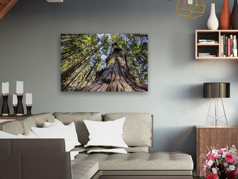 Giant Douglas Fir 24x36"