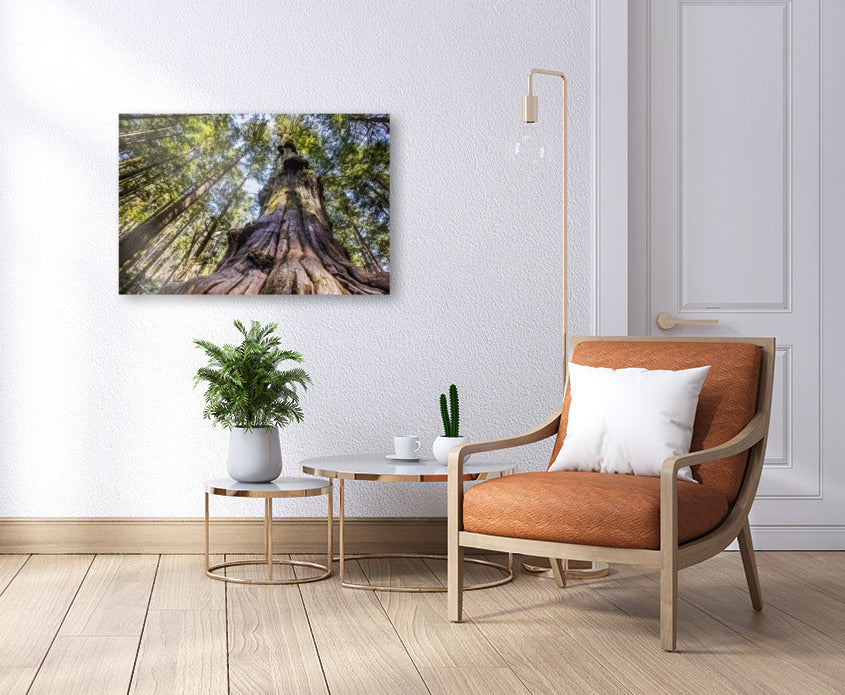Giant Douglas Fir 24x36"