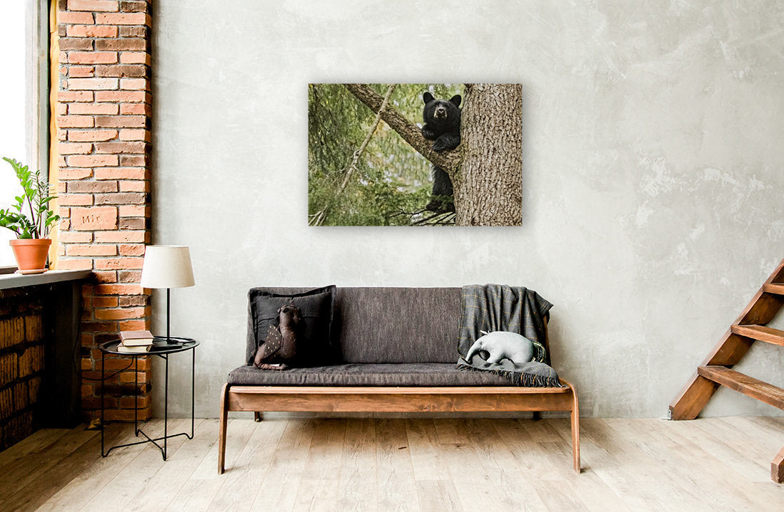 Black Bear Cub (landscape) 24x36"
