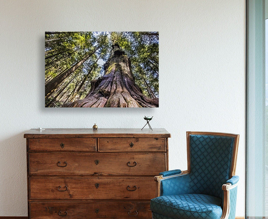 Giant Douglas Fir 24x36"