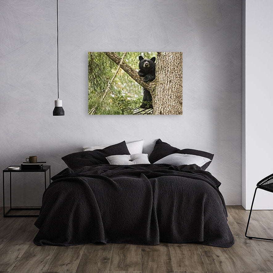 Black Bear Cub (landscape) 24x36"