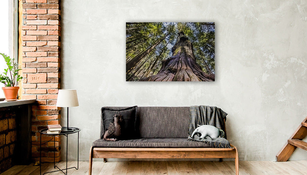 Giant Douglas Fir 24x36"