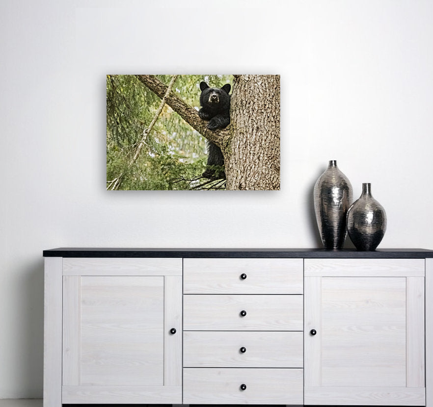 Black Bear Cub (landscape) 24x36"