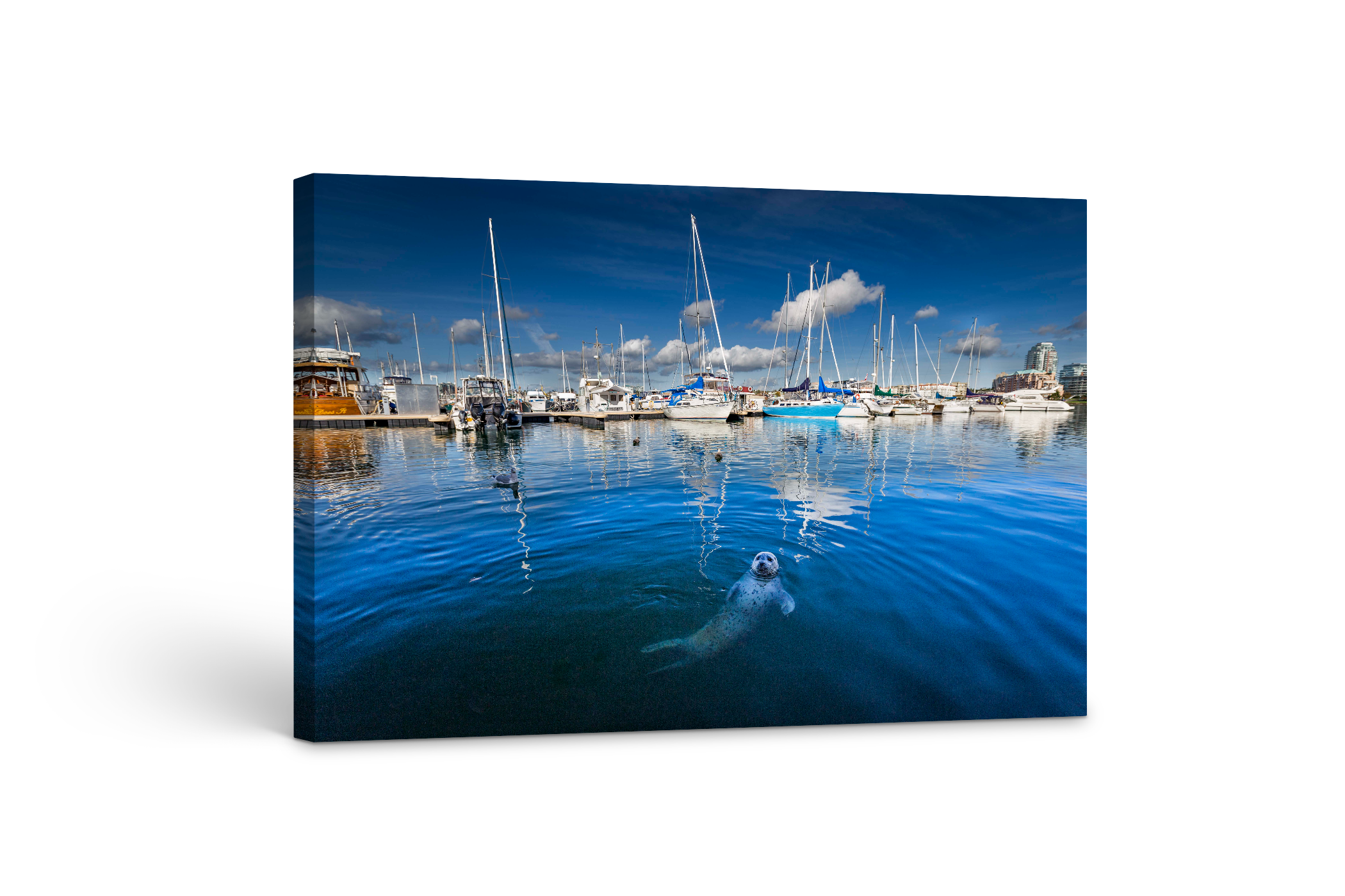 Harbour Seal 24x36"