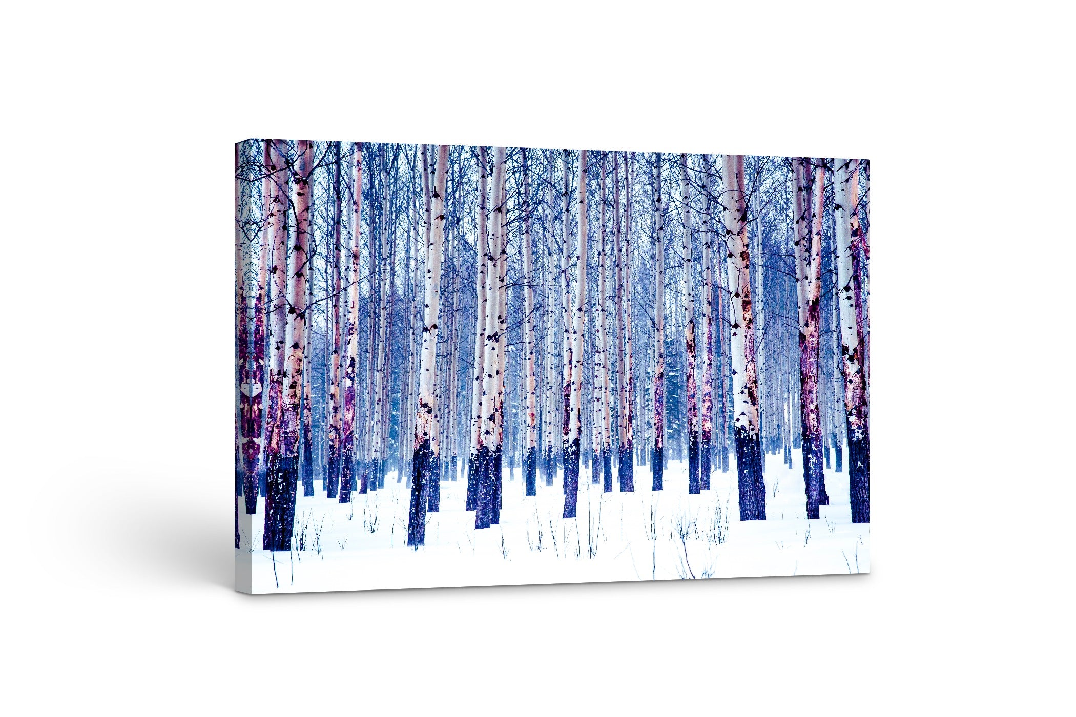 Winter Birch 24x36"