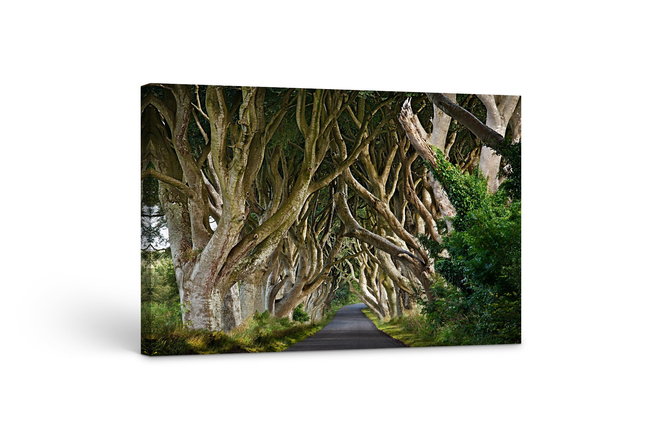 Dark Hedges 24x36"