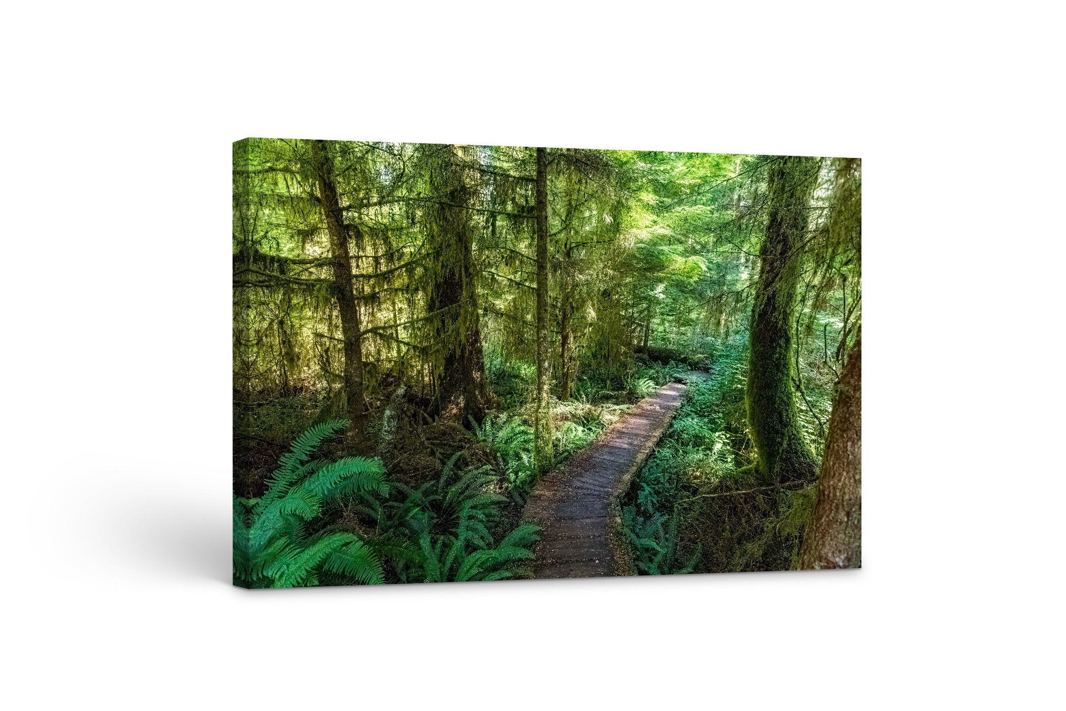 Forest Boardwalk 24x36"