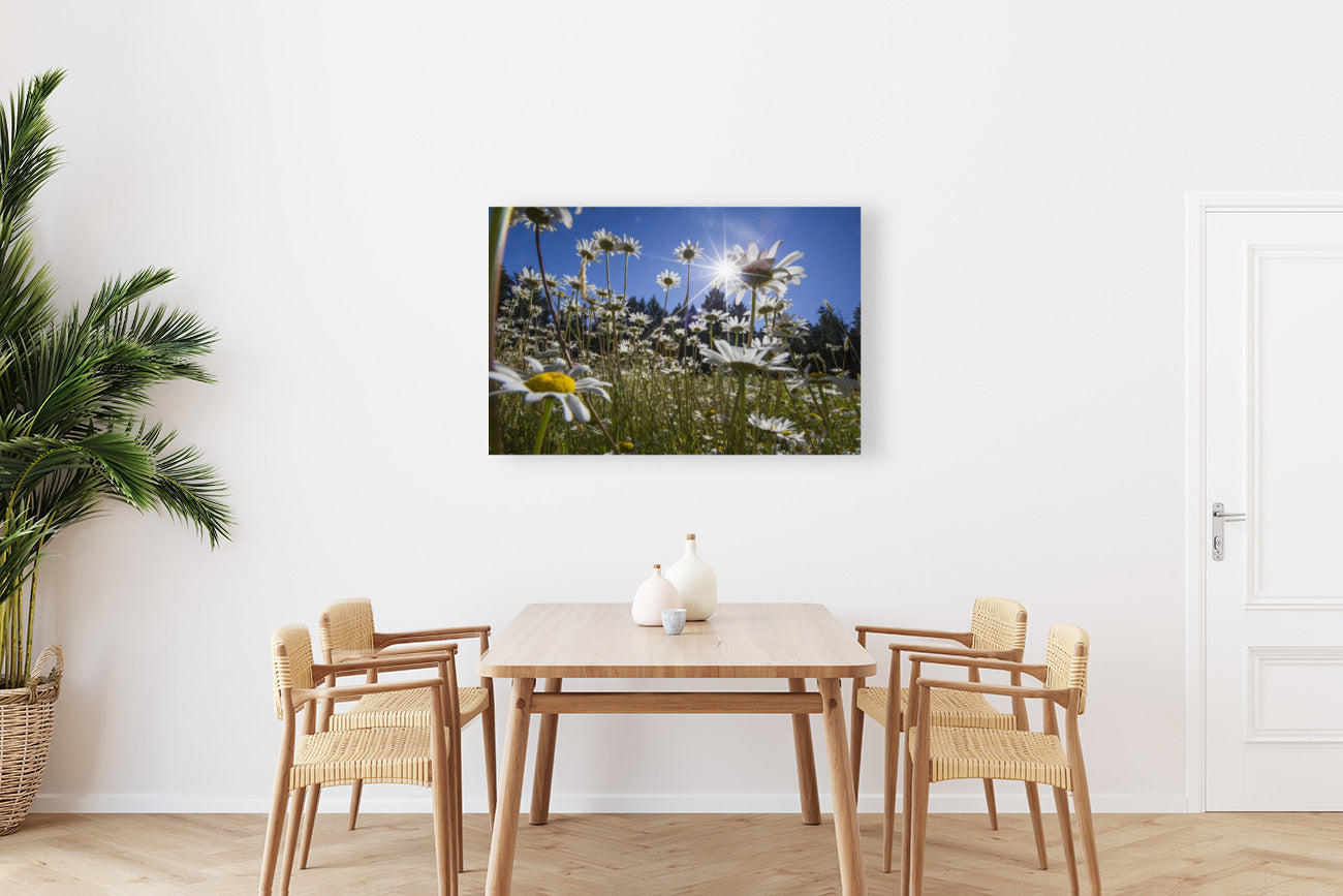 Wild Daisies 24x36"