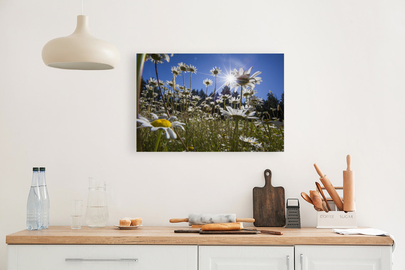 Wild Daisies 24x36"
