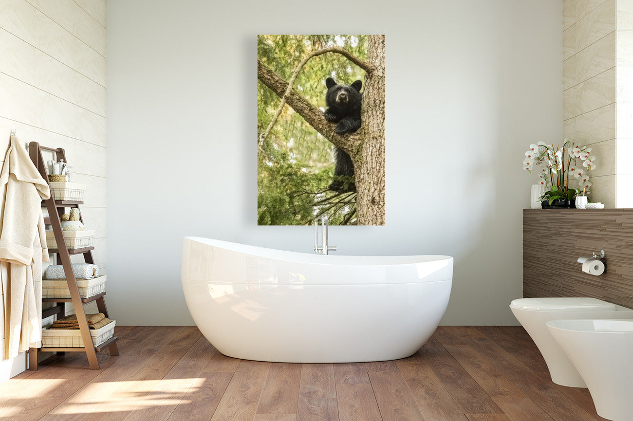 Black Bear Cub 24x36"