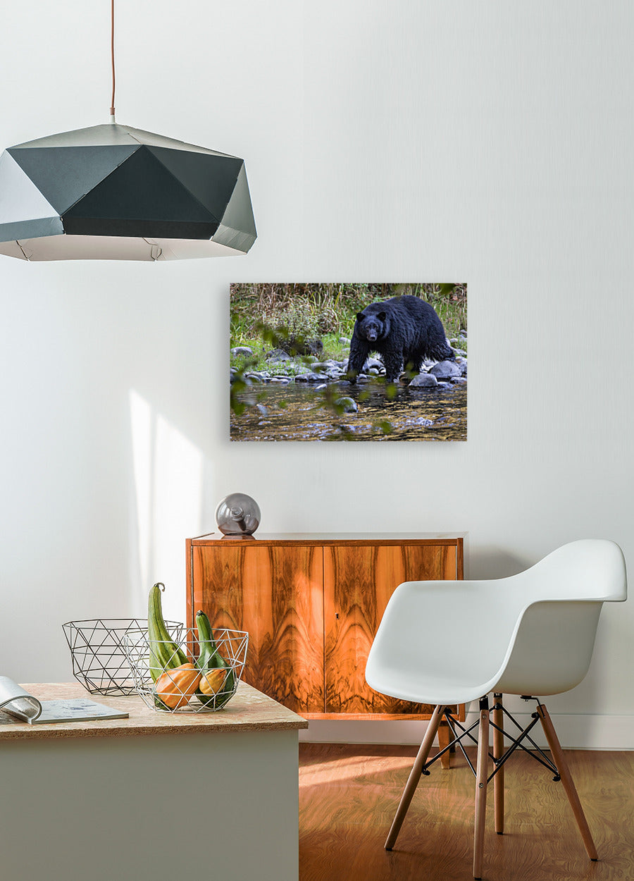 Black Bear in the River 24x36"