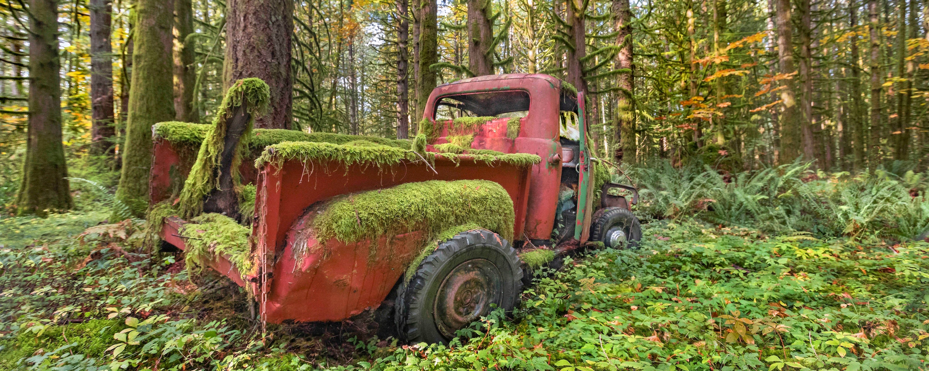 Red Truck in the Rainforest, Panorama 24x60"