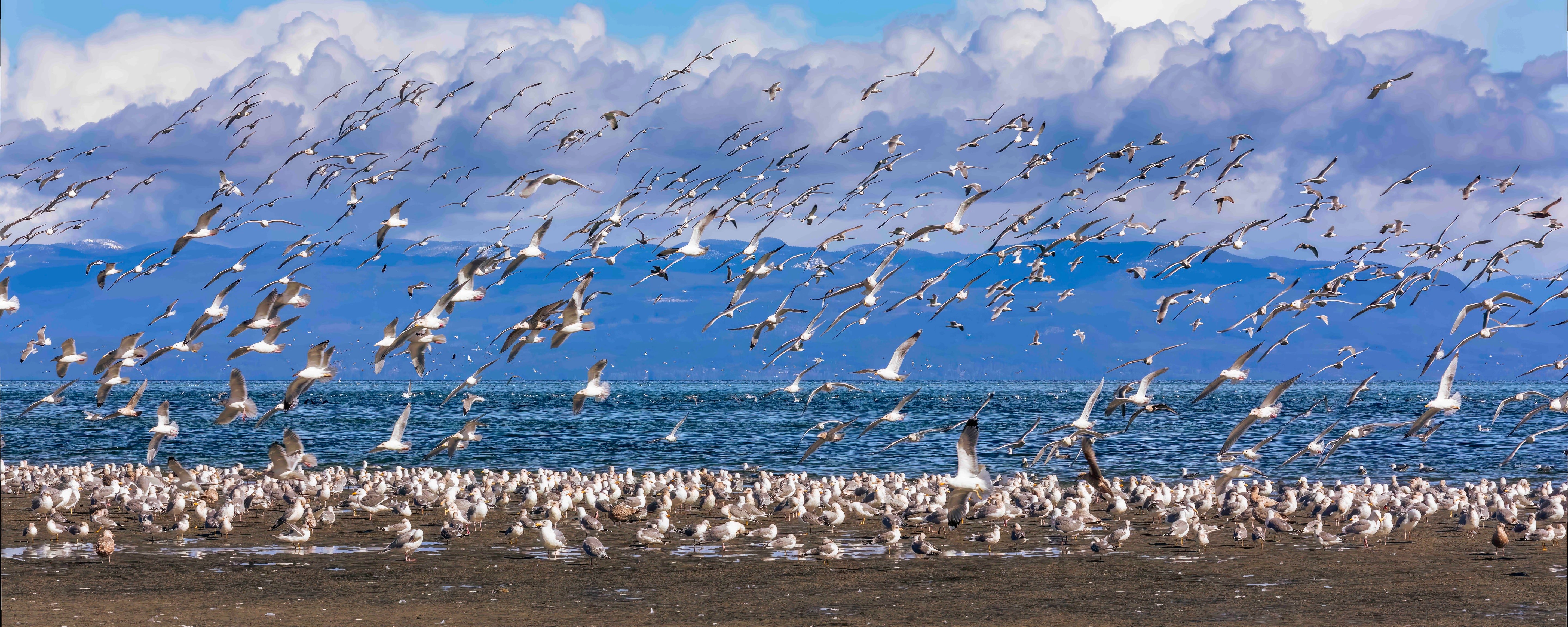 Seagulls at Kye Bay, Panorama 24x60"