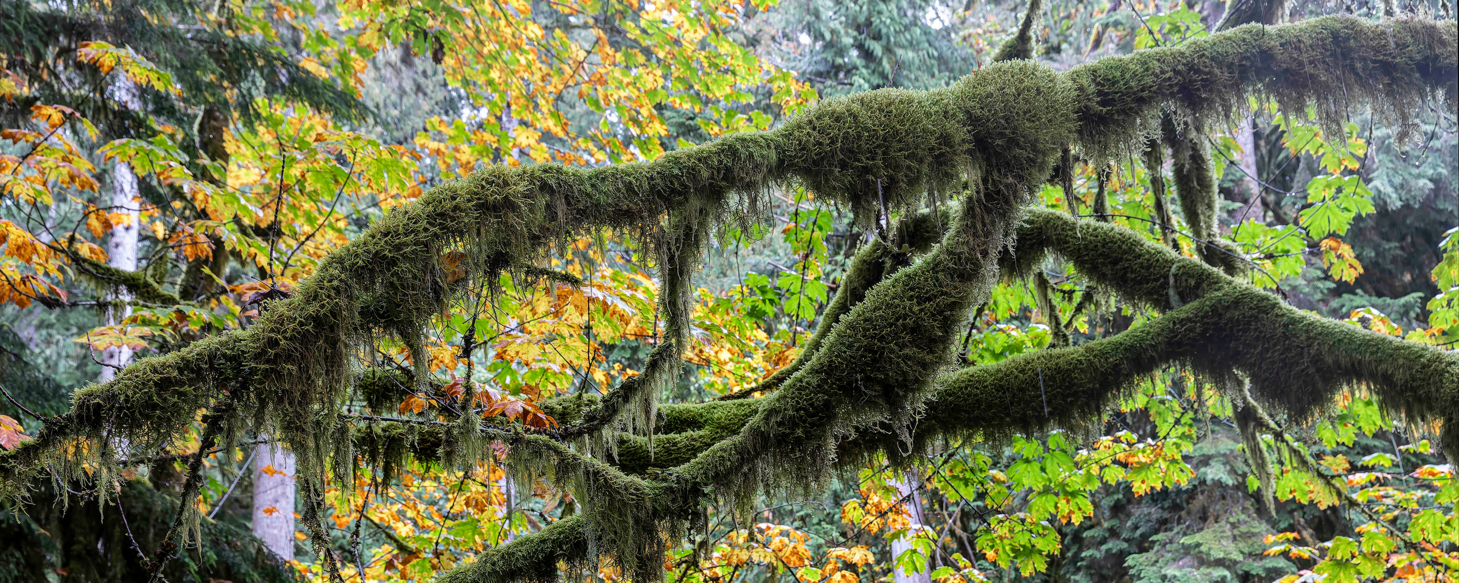 Mossy Branches, Panorama 24x60"