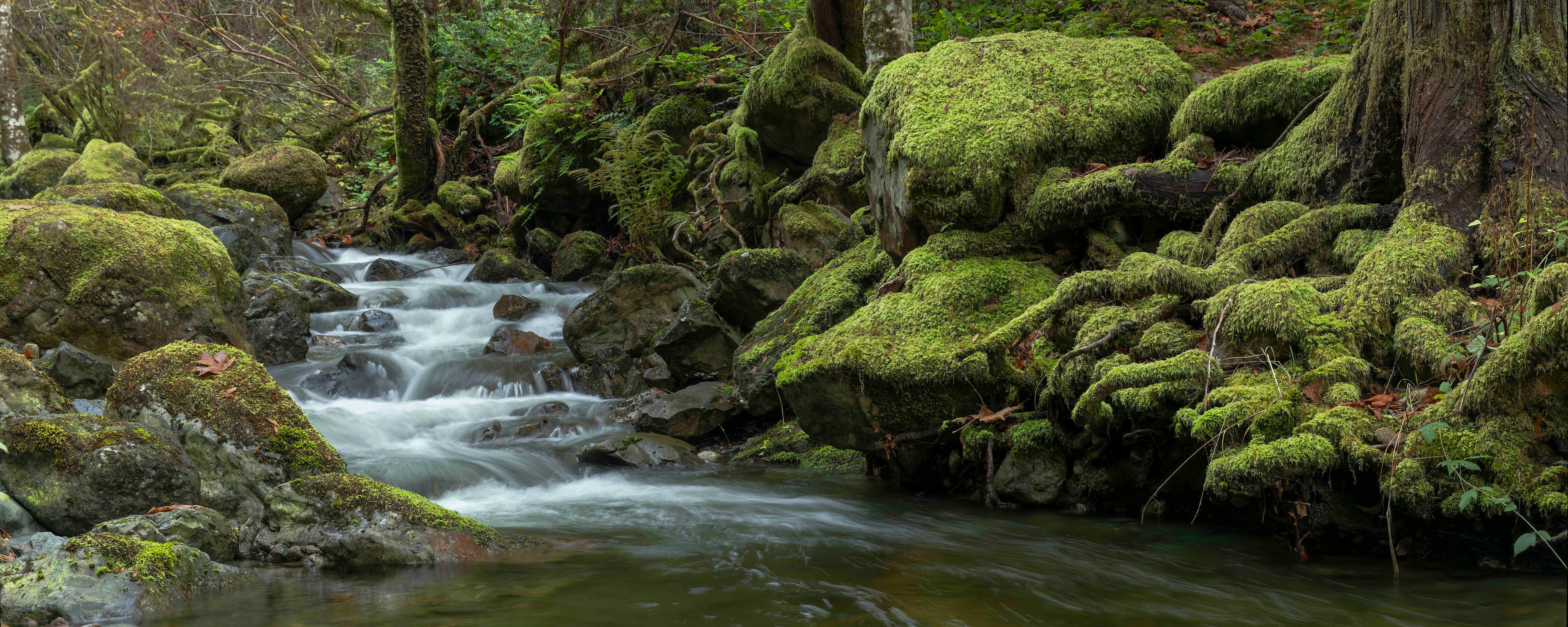 Mossy Stream, Panorama 24x60"