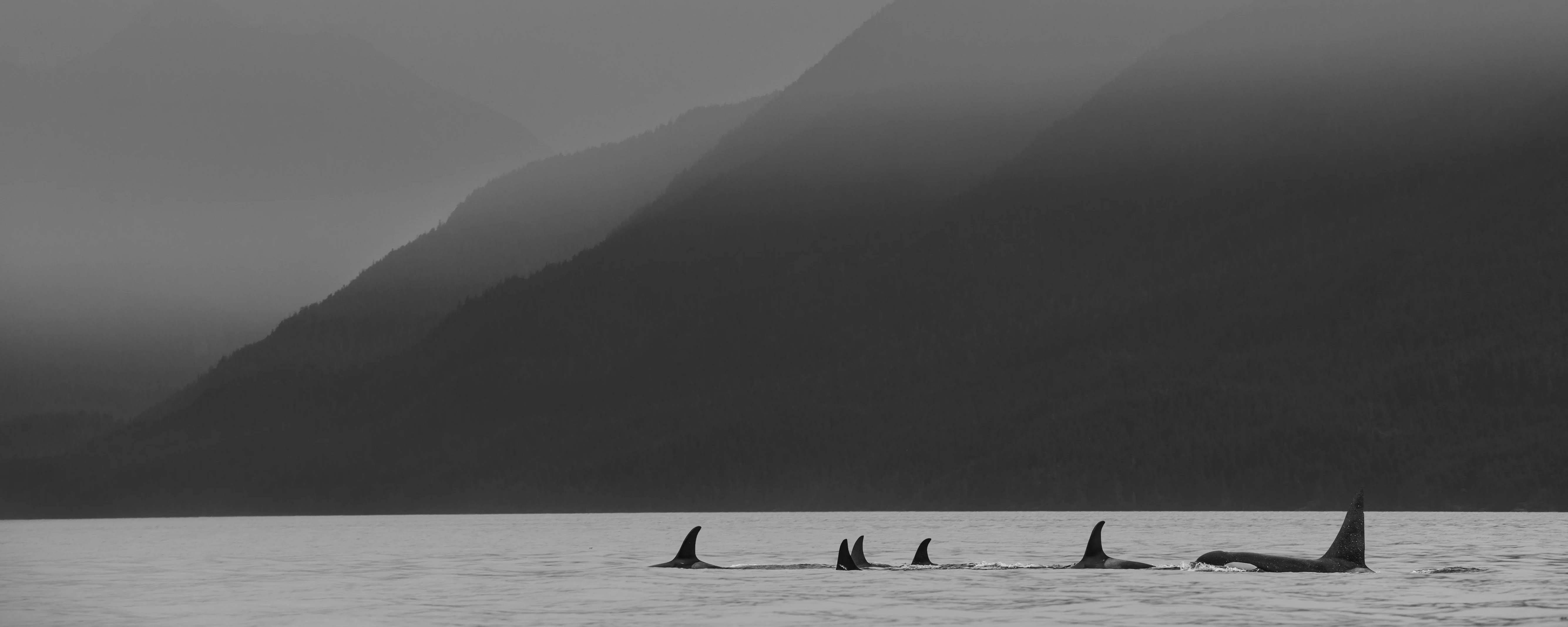 Orcas in the Mist Panorama 24x60"