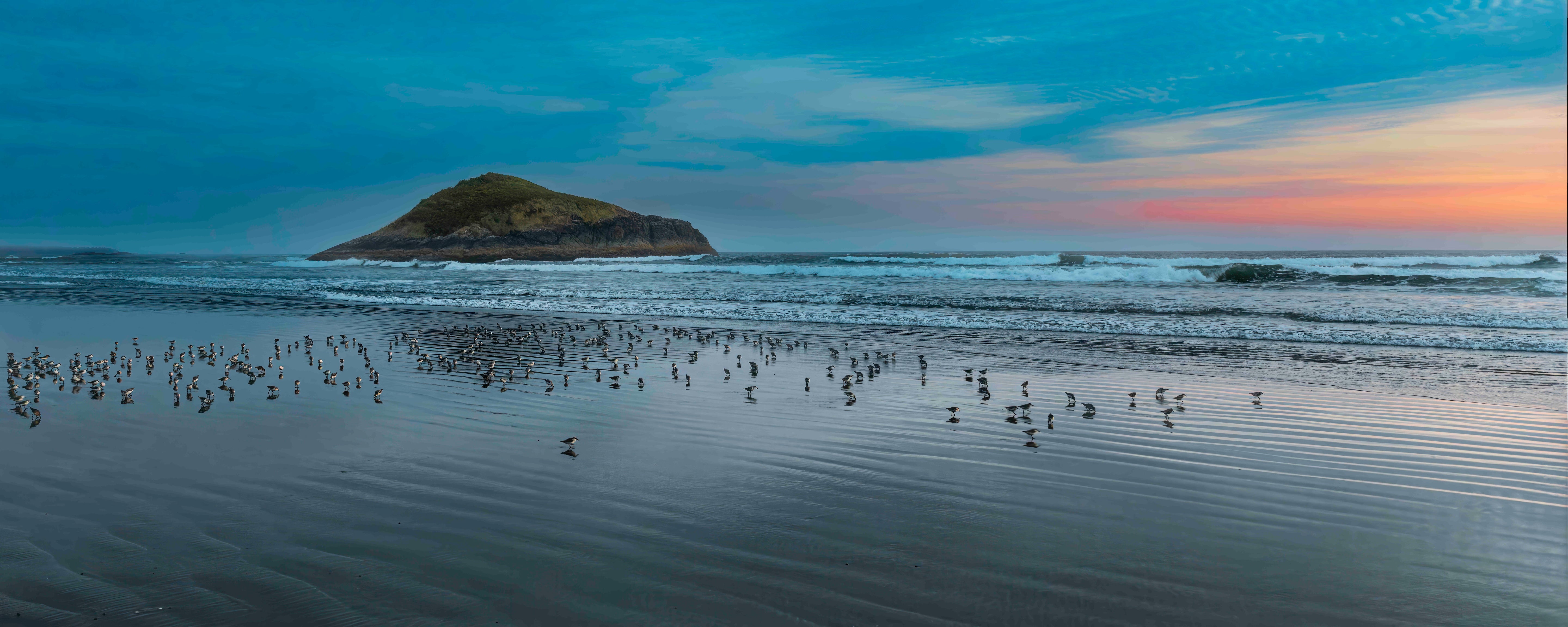 Sandpipers in Tofino, Panorama 24x60"