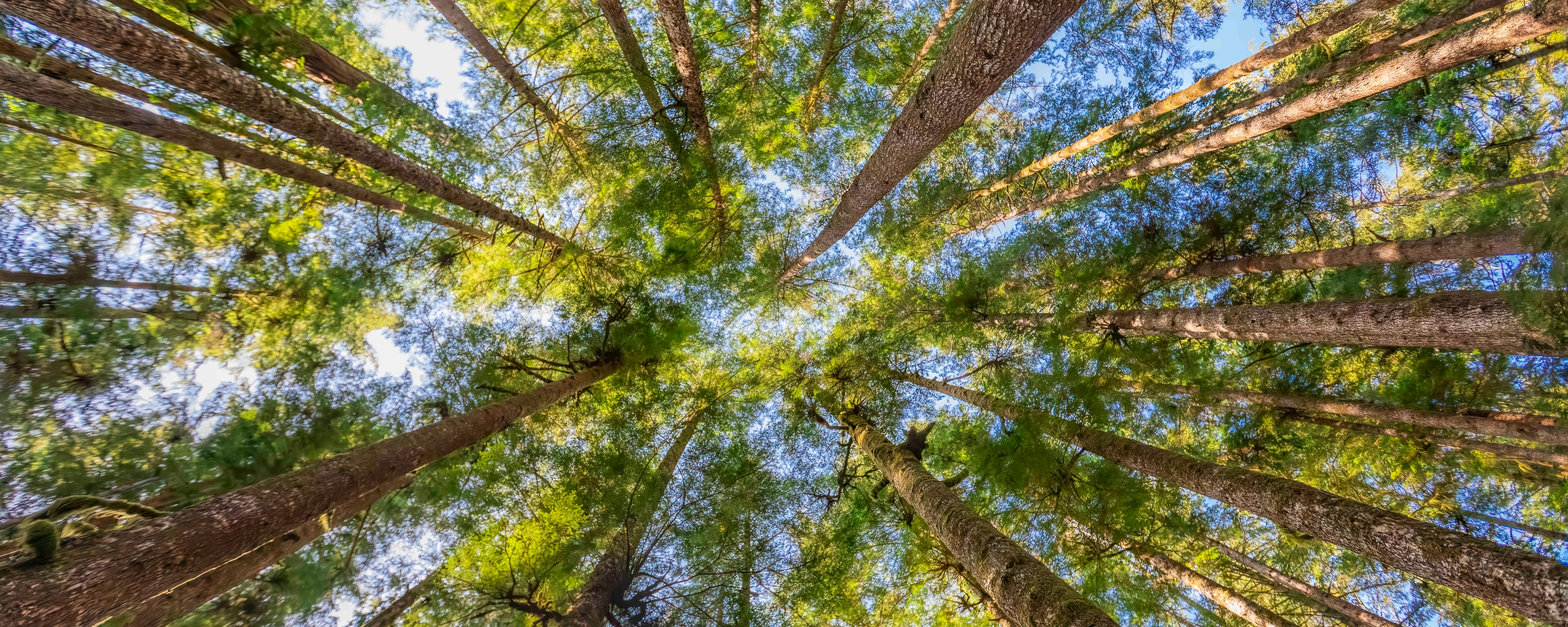 Tree Canopy, Panorama 24x60"