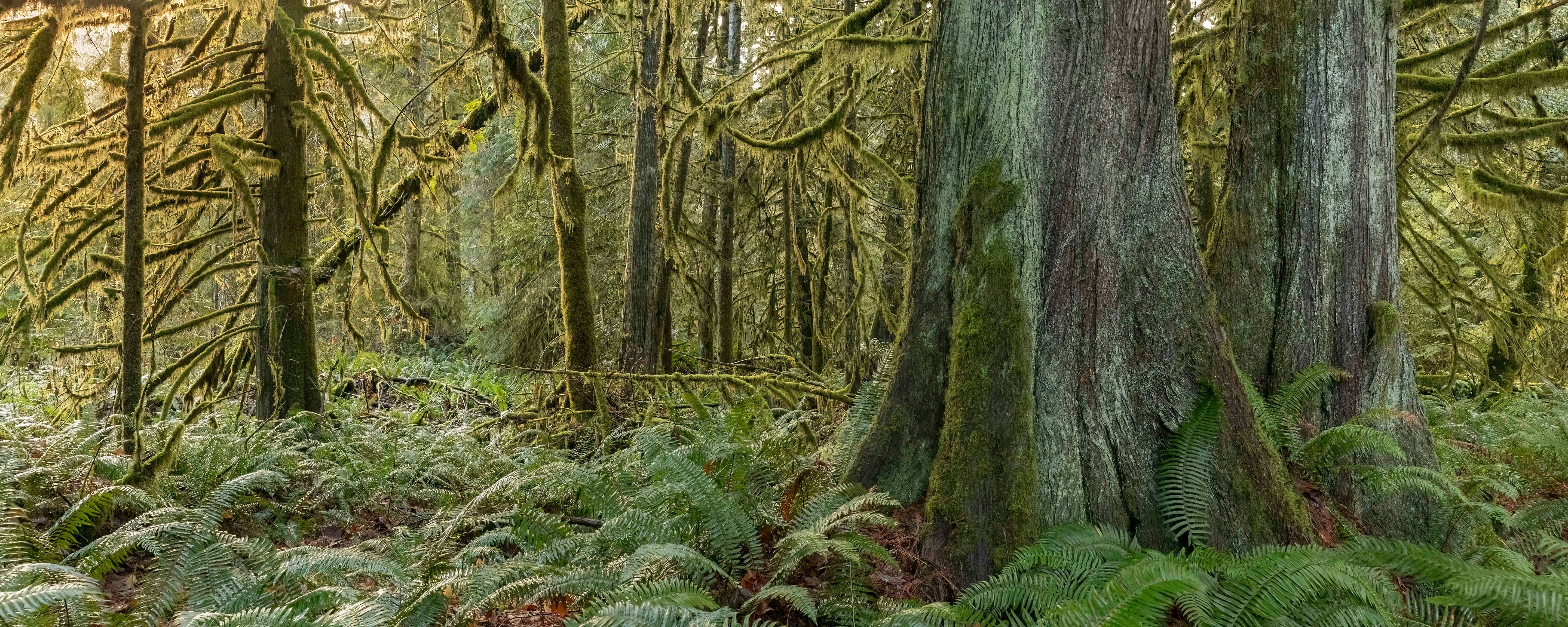 Cathedral Grove Panorama 24x60"