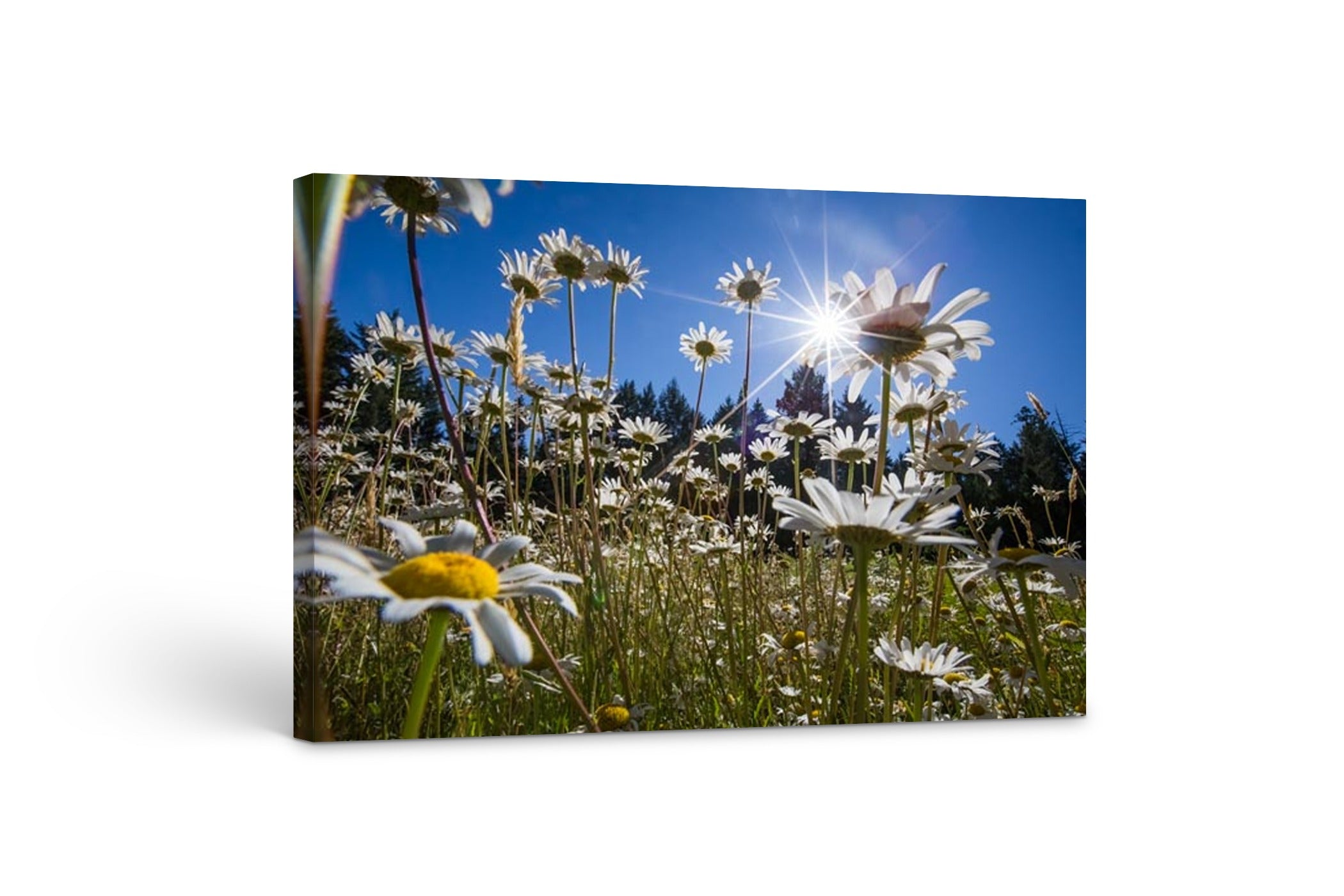 Wild Daisies 24x36"