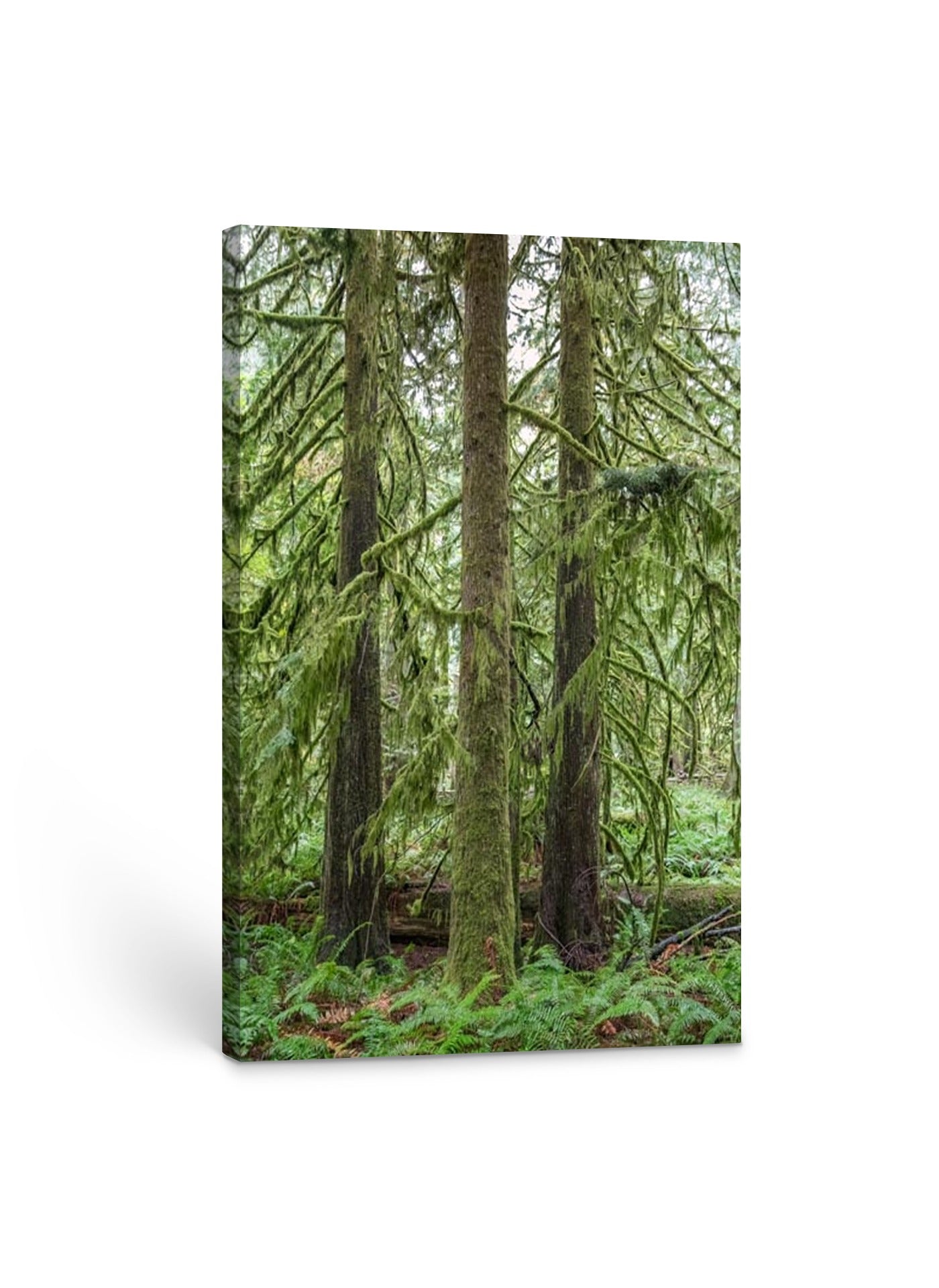 Mossy Tree Trio 24x36"