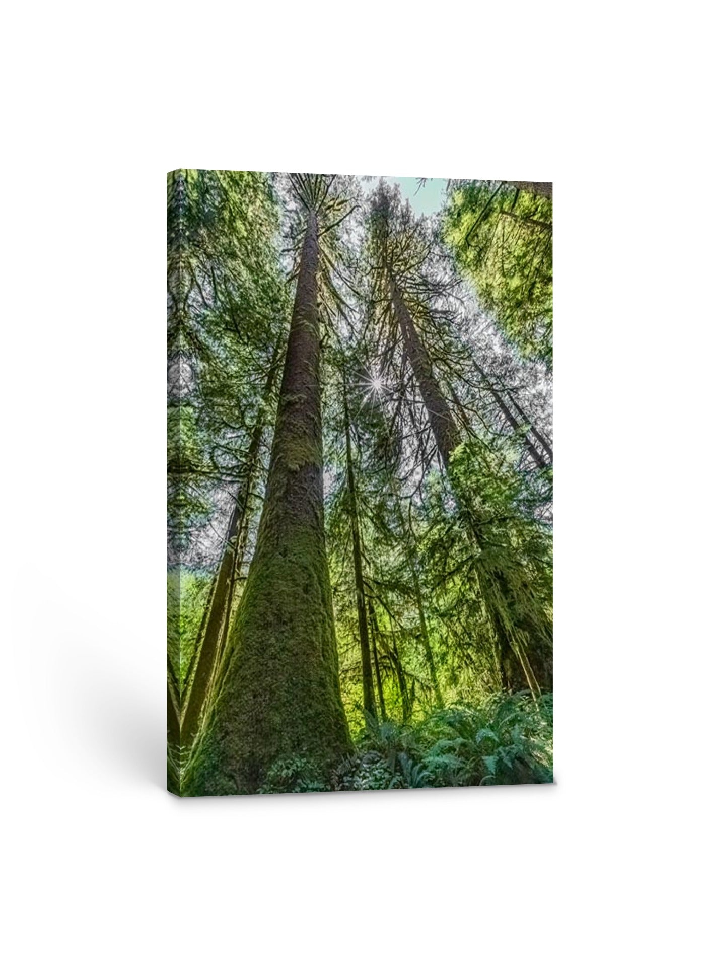 Towering Cedars 24x36"