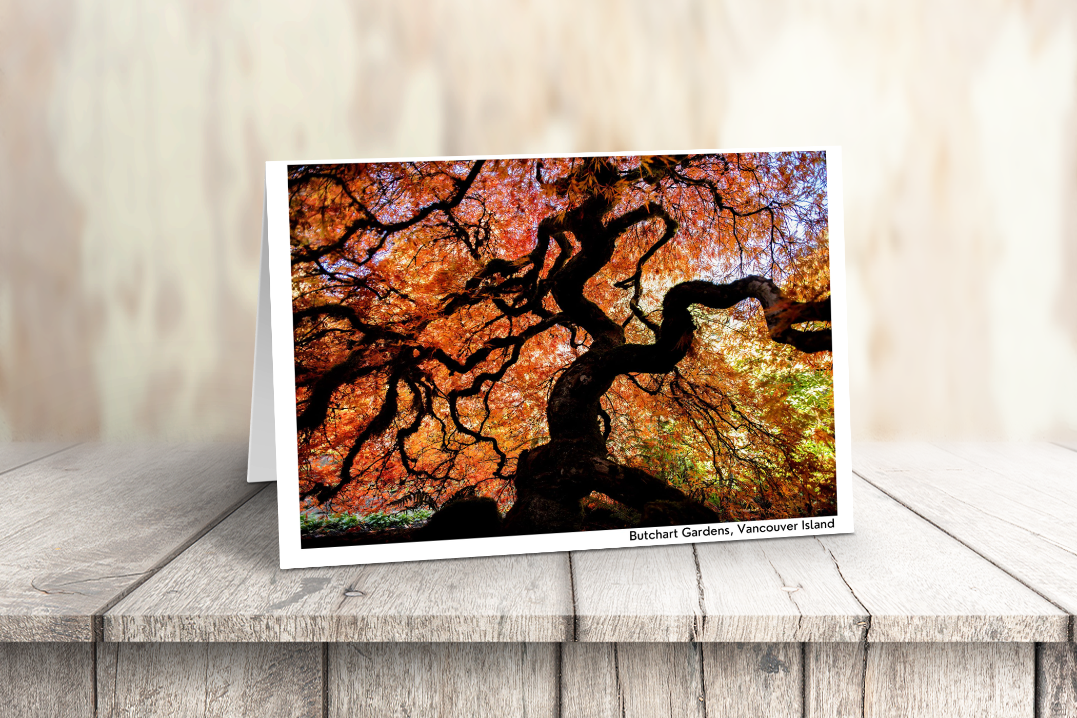 Vancouver Island Art Cards - Box of 10