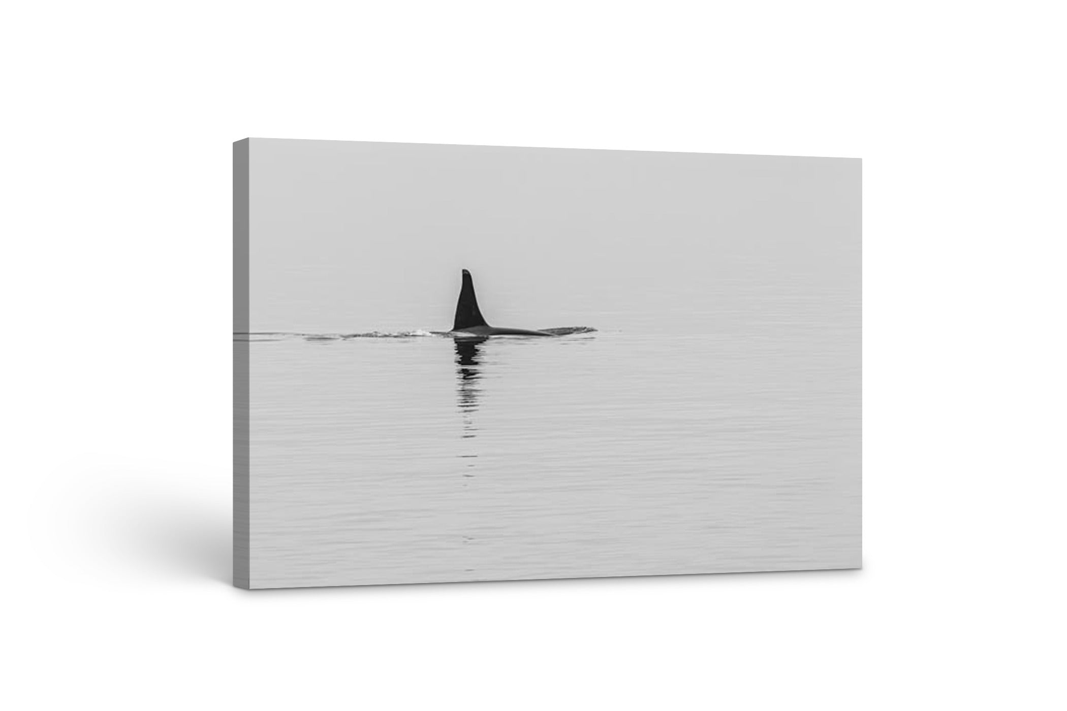 Orca Reflection 24x36"