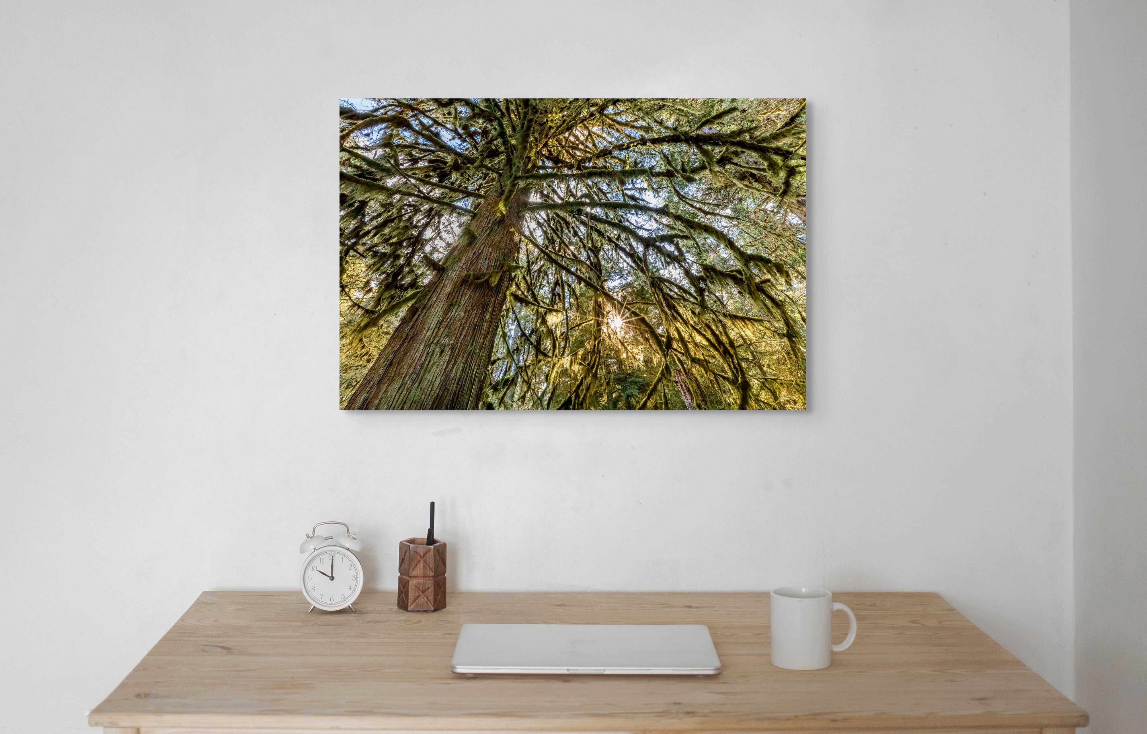 Old Growth Cedar 24x36"