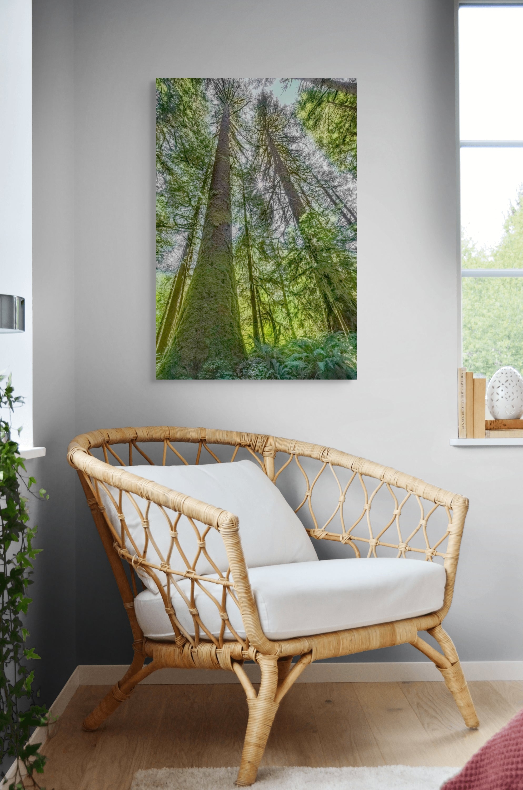 Towering Cedars 24x36"