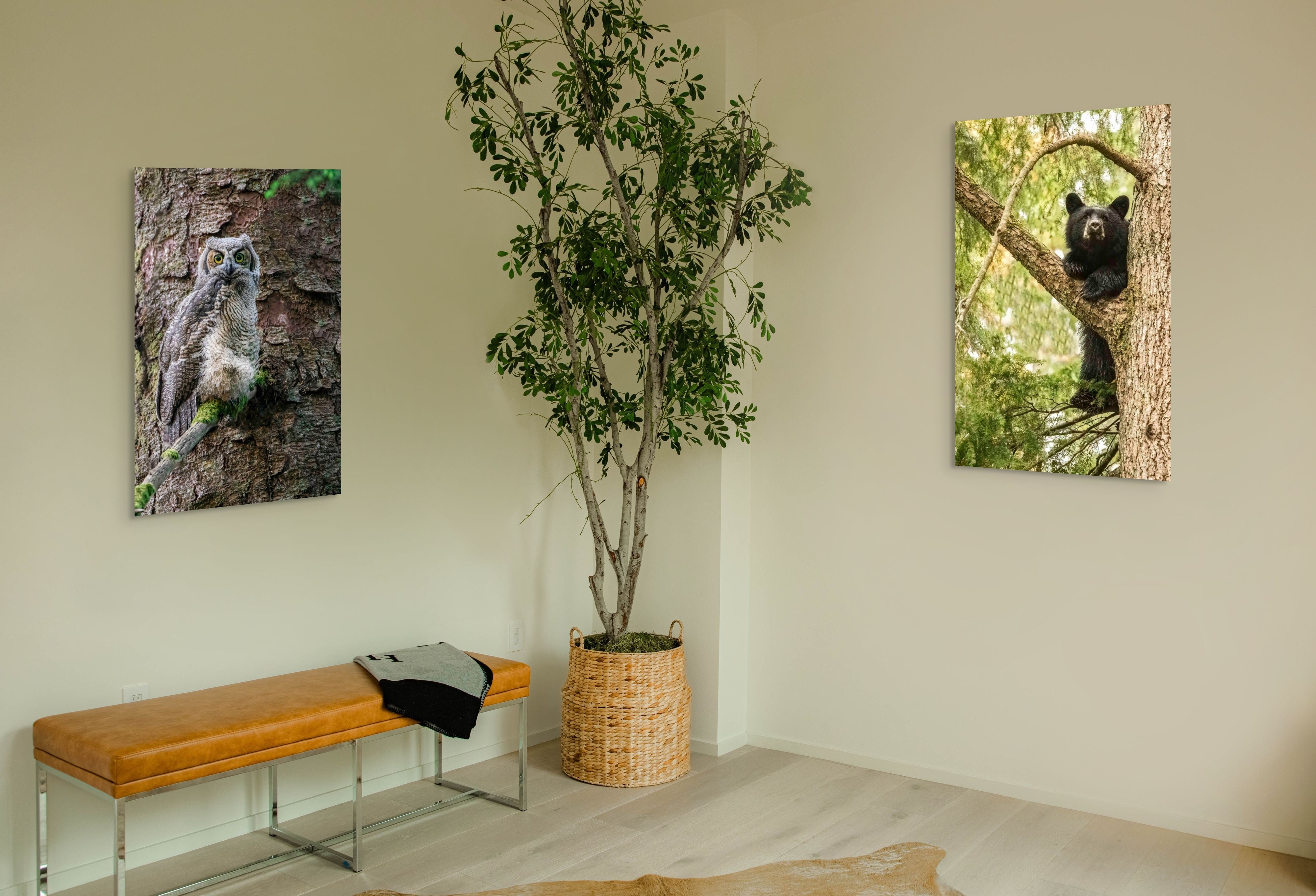 Great Horned Owl Baby 24x36"