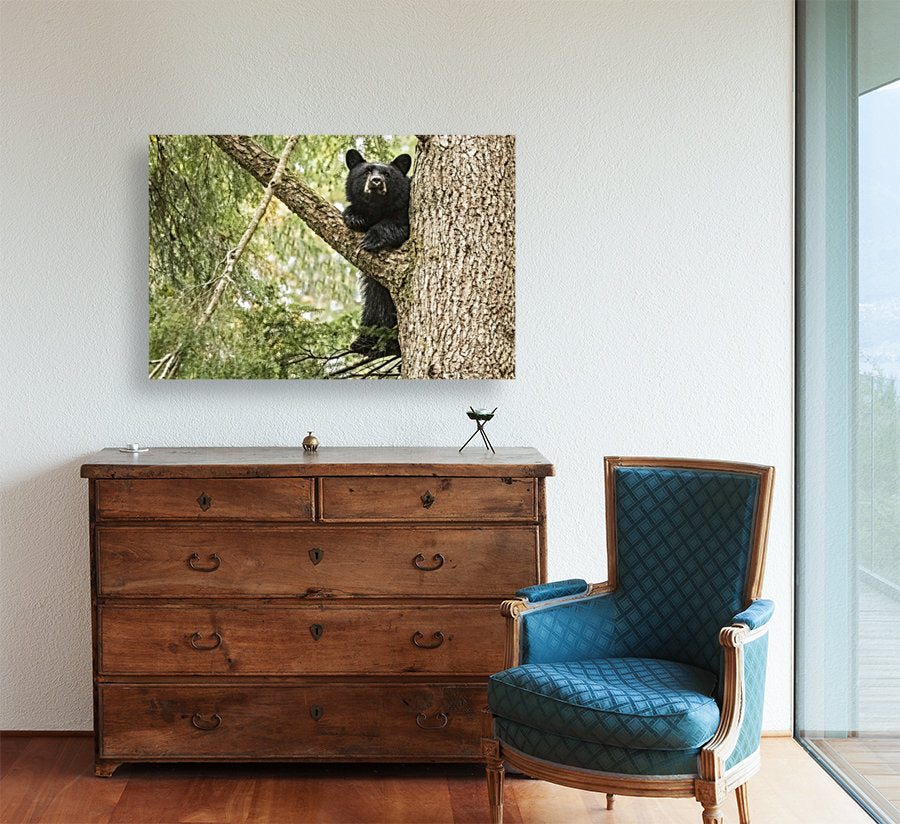 Black Bear Cub (landscape) 24x36"
