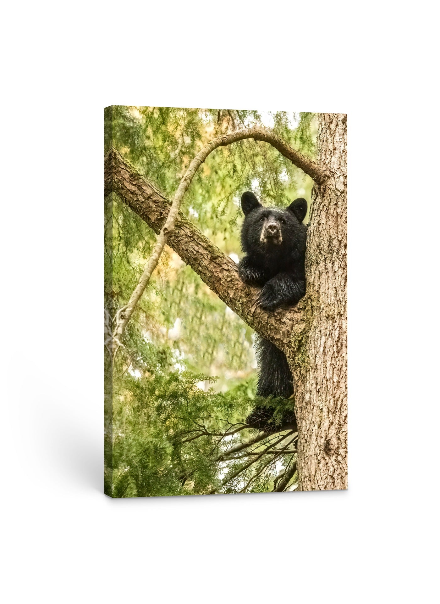 Black Bear Cub (portrait) 24x36"