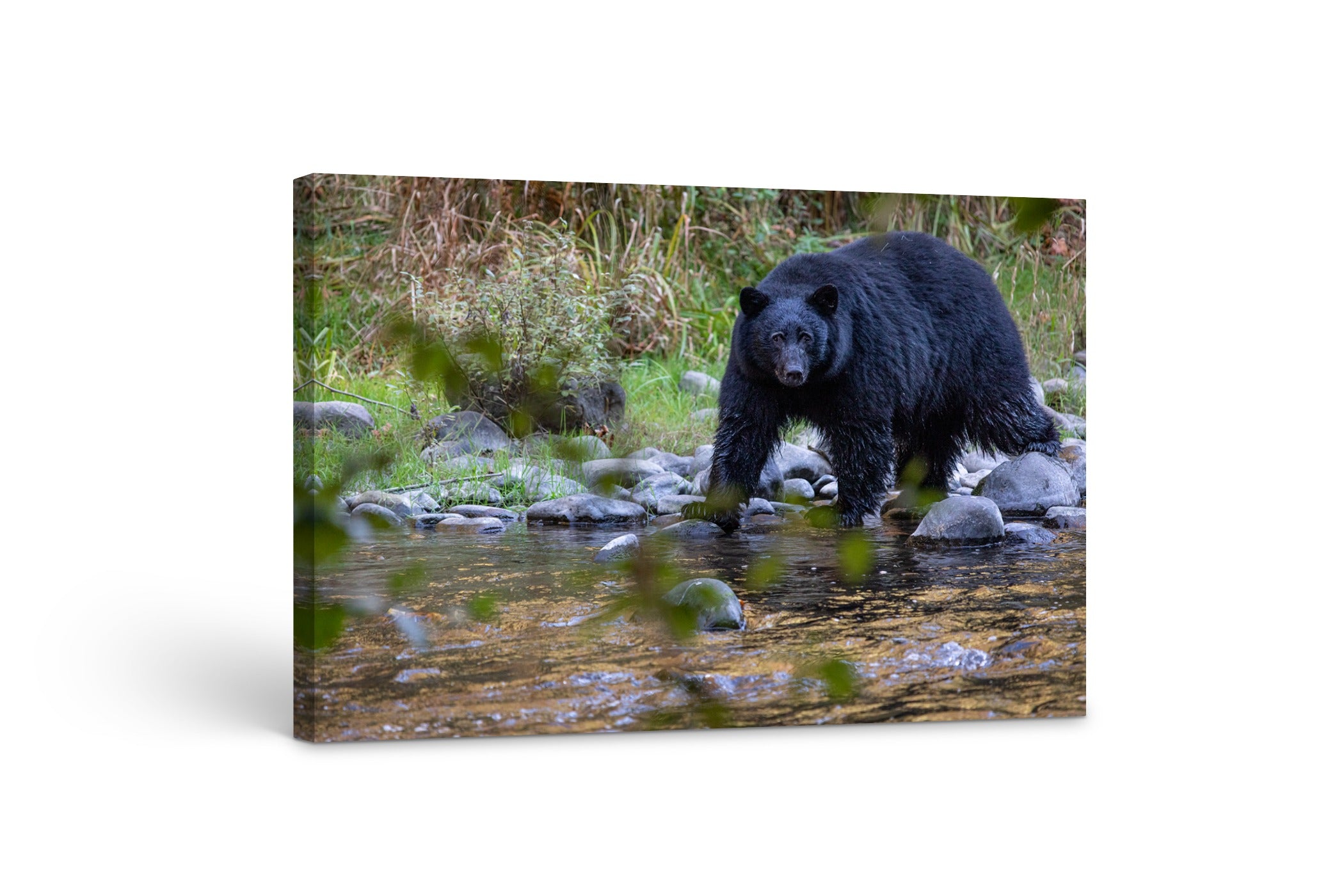 Black Bear in the River 24x36"