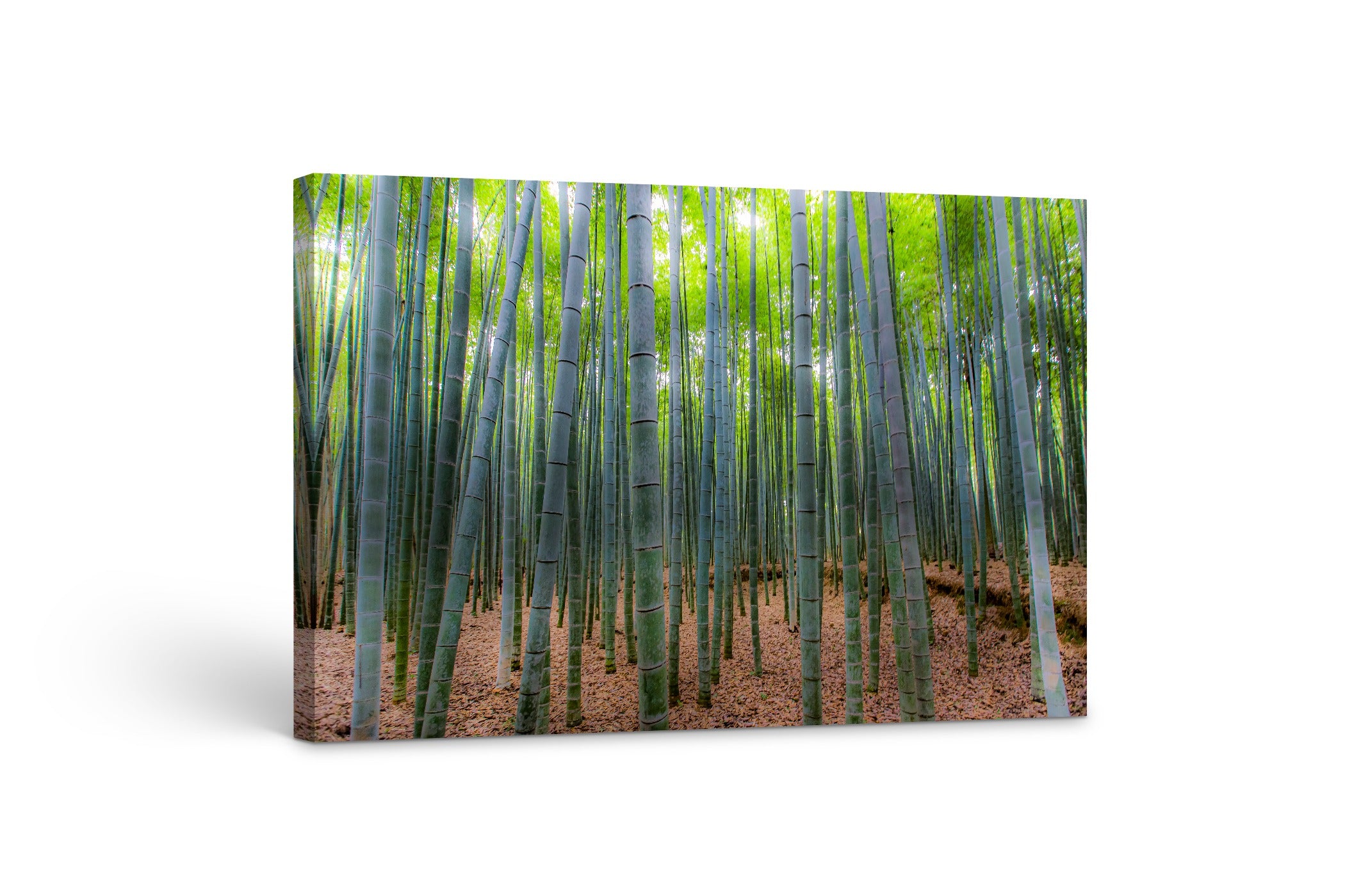 Bamboo Grove 24x36"