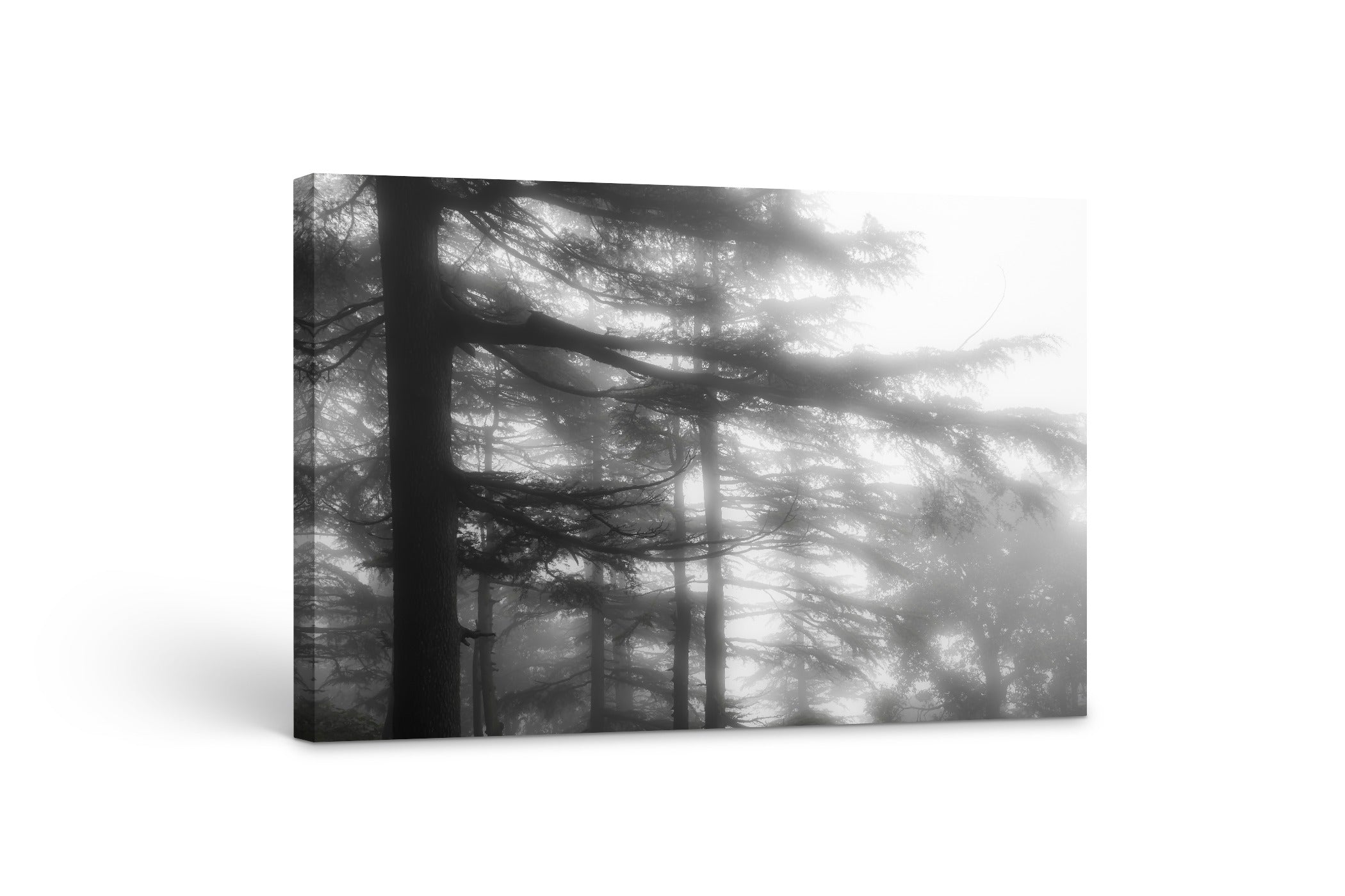 Foggy Trees 24x36"