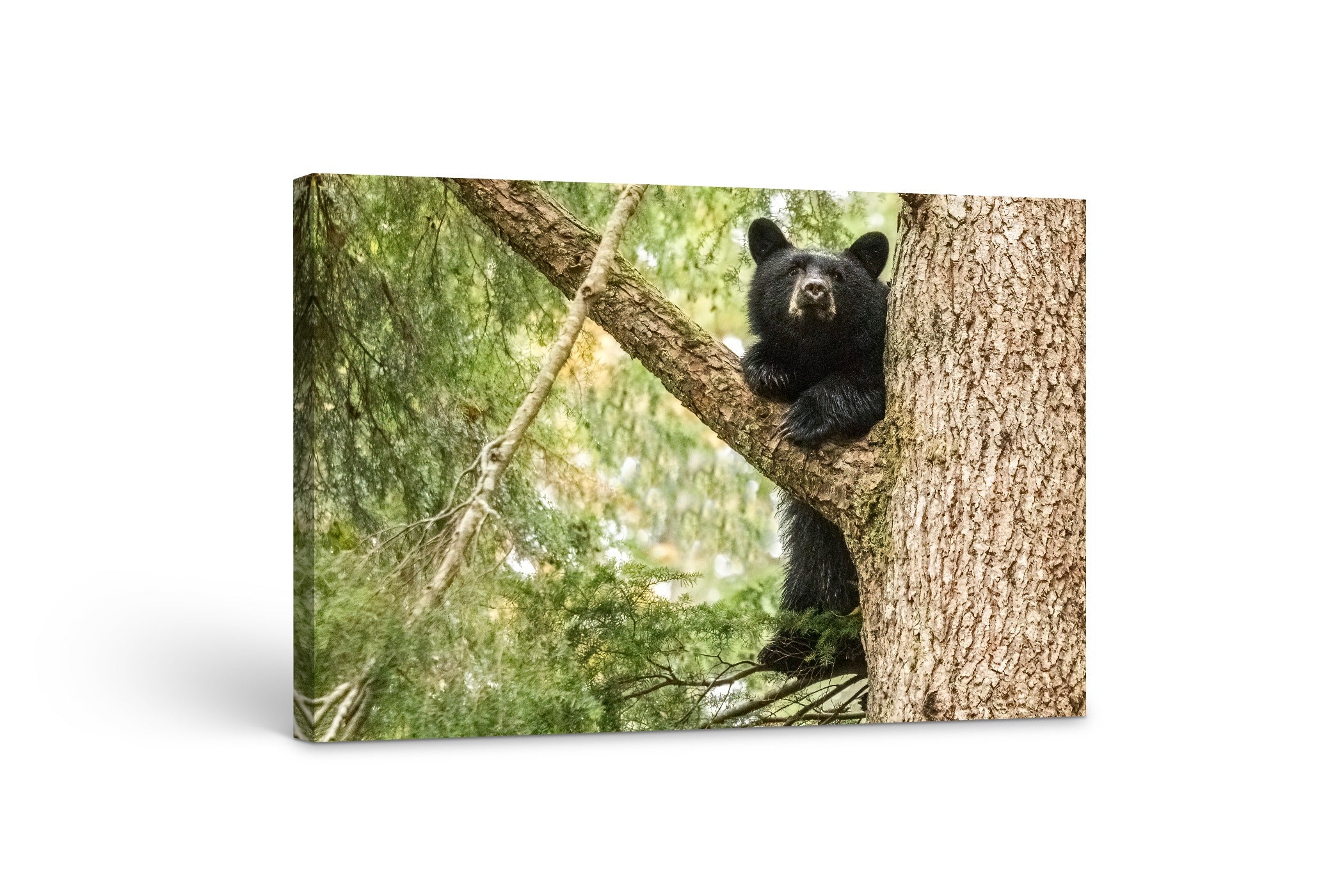 Black Bear Cub (landscape) 24x36"